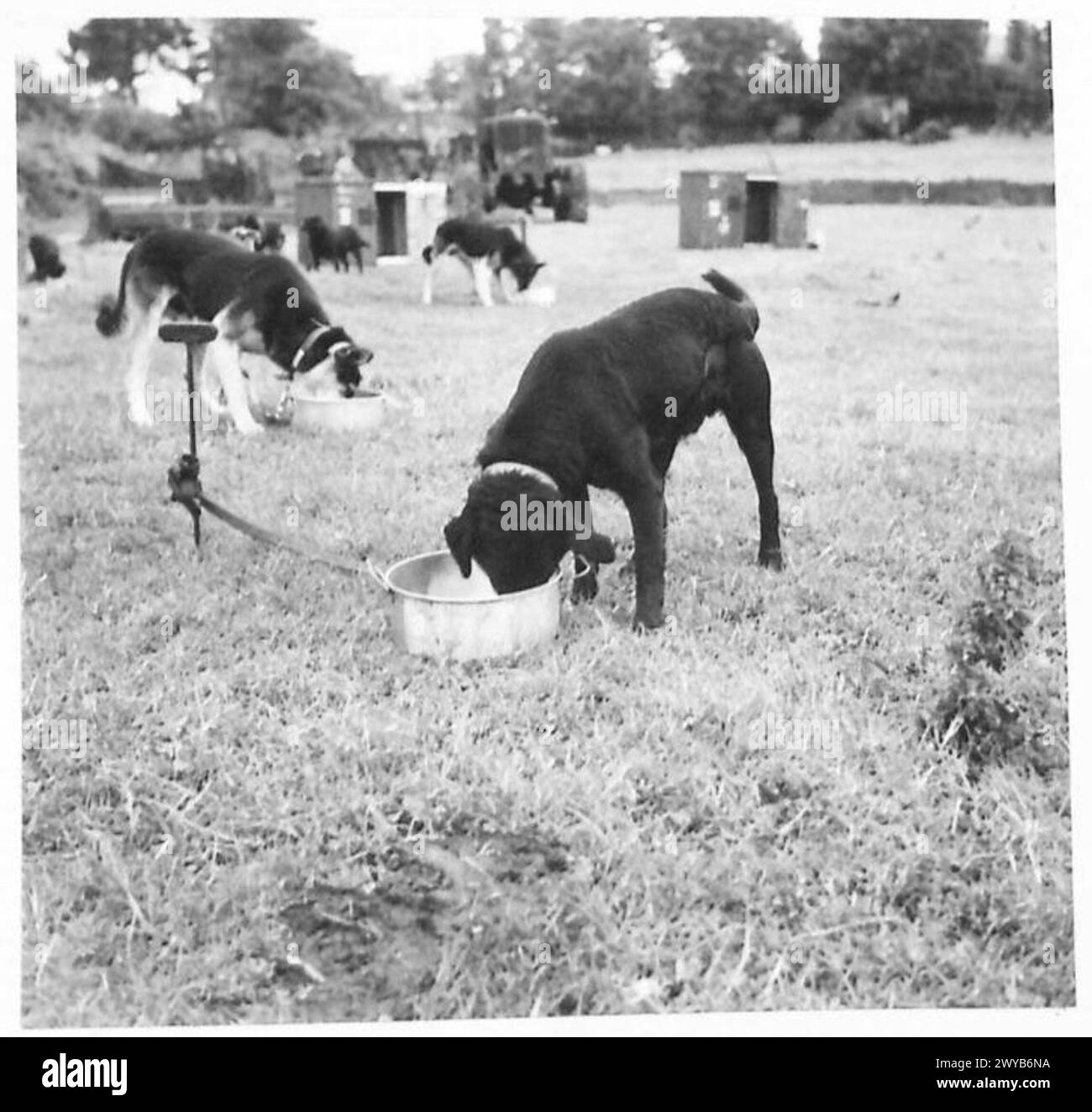 Kriegshunde werden während Operationen gefüttert, beobachtet beim Abendessen, in der britischen Armee, 21. Armee Gruppe. Stockfoto