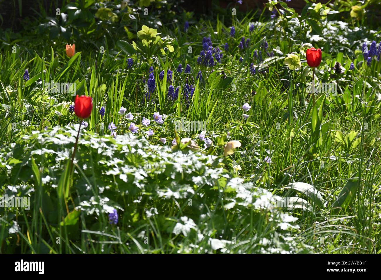 Frühlingswiesen Garten mit Muscari / Traubenhyazinthen, roten Tulpen, Anemone Nemorosa robinsoniana. Hellebores & üppiges Laub von Geranium & Gras UK March Stockfoto