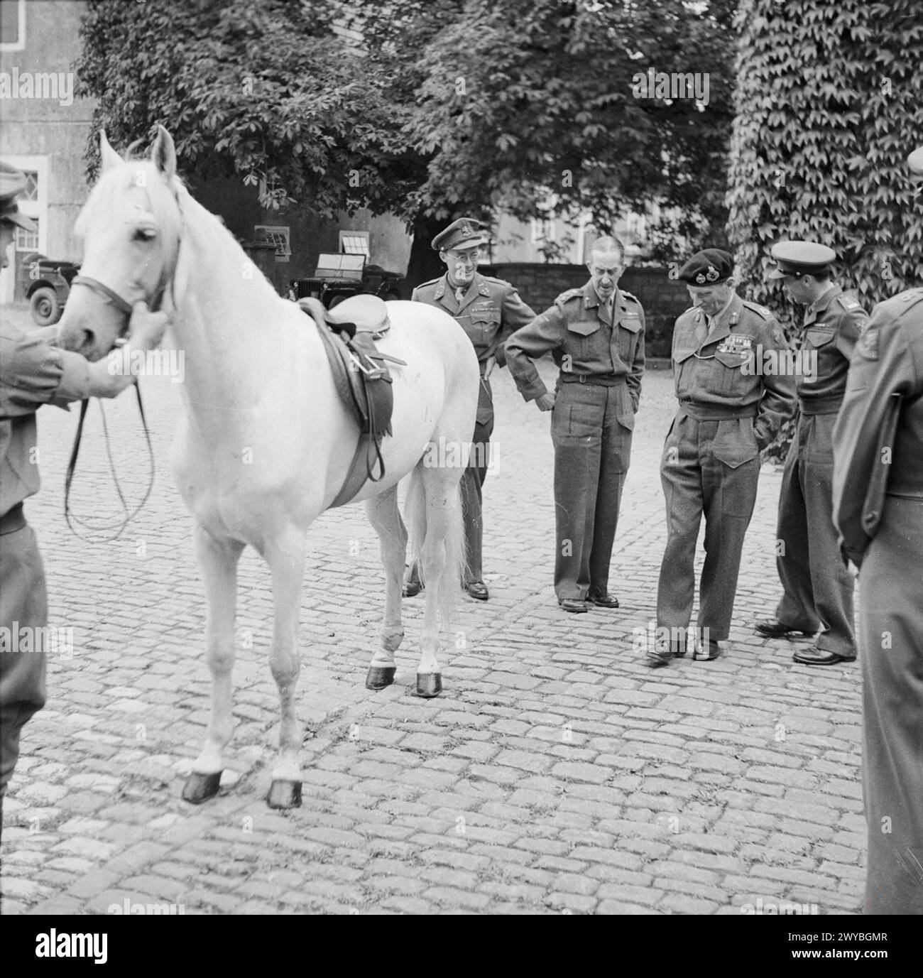 Feldmarschall Bernard Montgomery inspiziert das Pferd, das einst von Feldmarschall Erwin Rommel in Holland bevorzugt wurde, und Prinz Bernhardt von Holland verlieh ihm 1945–1976 den Königlichen Löwenorden der Niederlande. Stockfoto