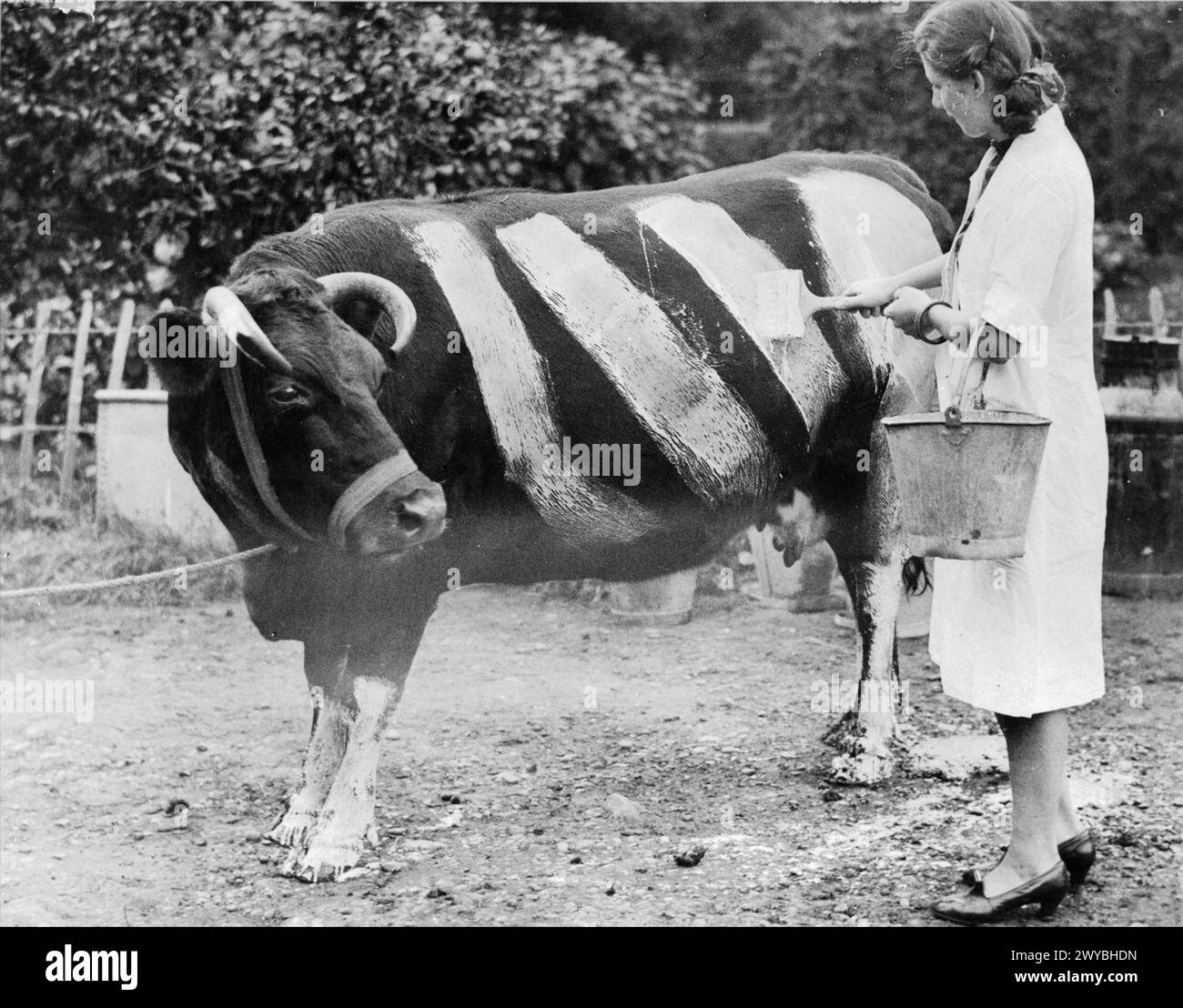 Ein Landwirt aus Essex malte während des Blackouts 1939 schwarze Kühe mit weißen Streifen, um sie für Autofahrer sichtbar zu machen und Unfälle zu verhindern. Stockfoto