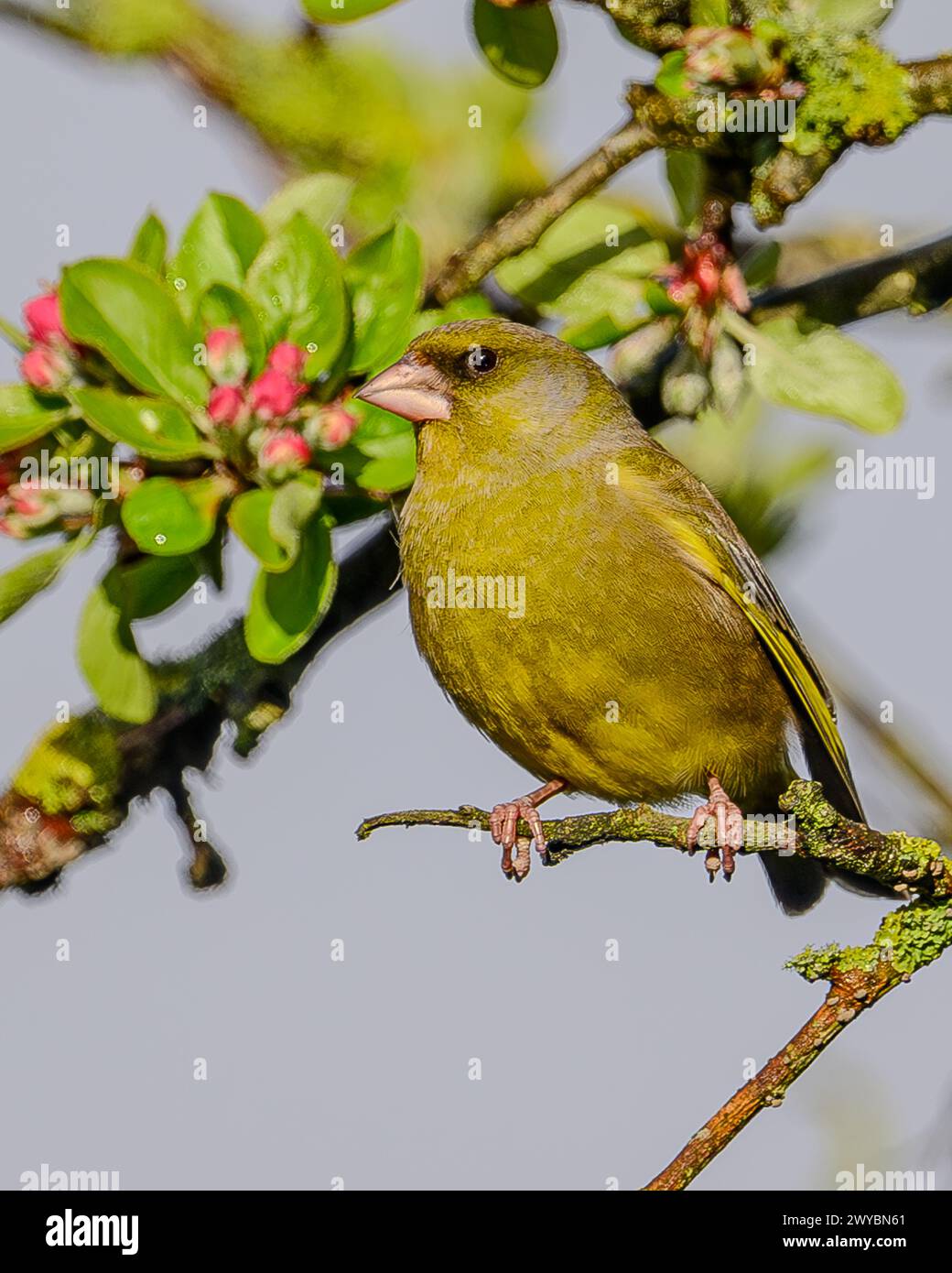 Grünfink Stockfoto