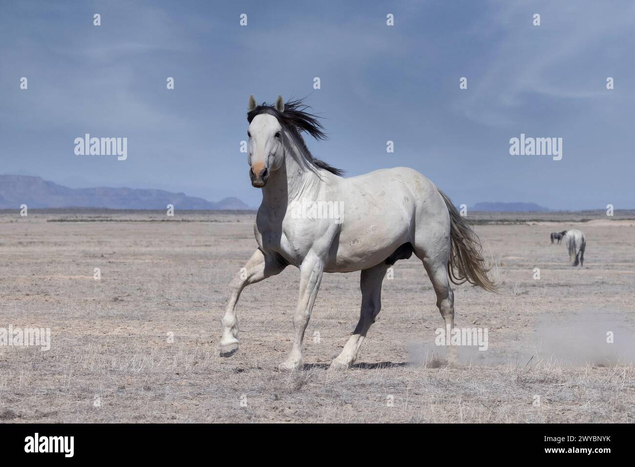 Die Wildpferdeherde des Onaqui Mountain hat eine leichte bis mittelschwere Struktur und ist in Farben wie Sauerampfer, roan, Buchleder, Schwarz, Palomino, und grau. Stockfoto