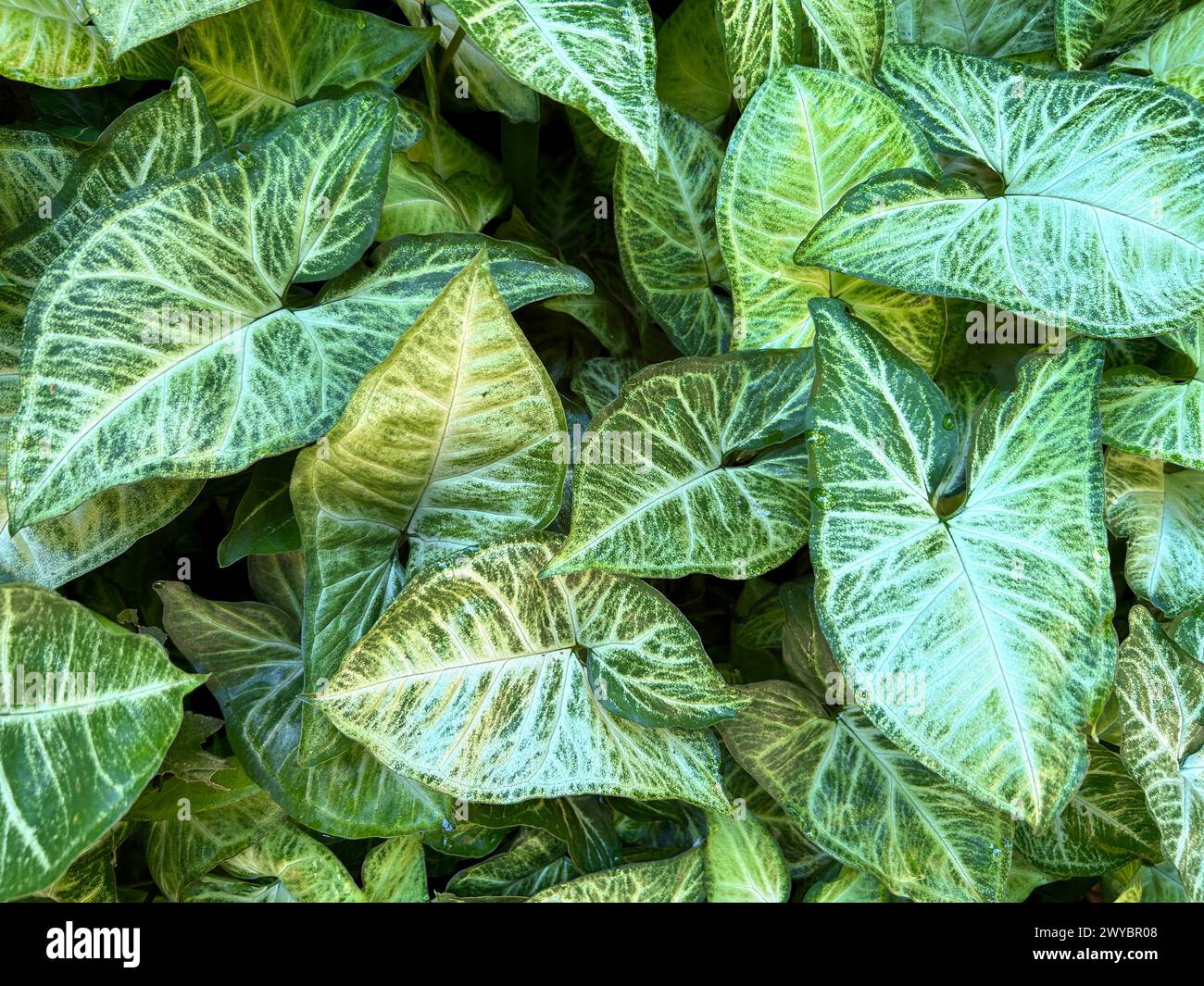 Amerikanische immergrüne oder Pfeilspitze Pflanze Stockfoto