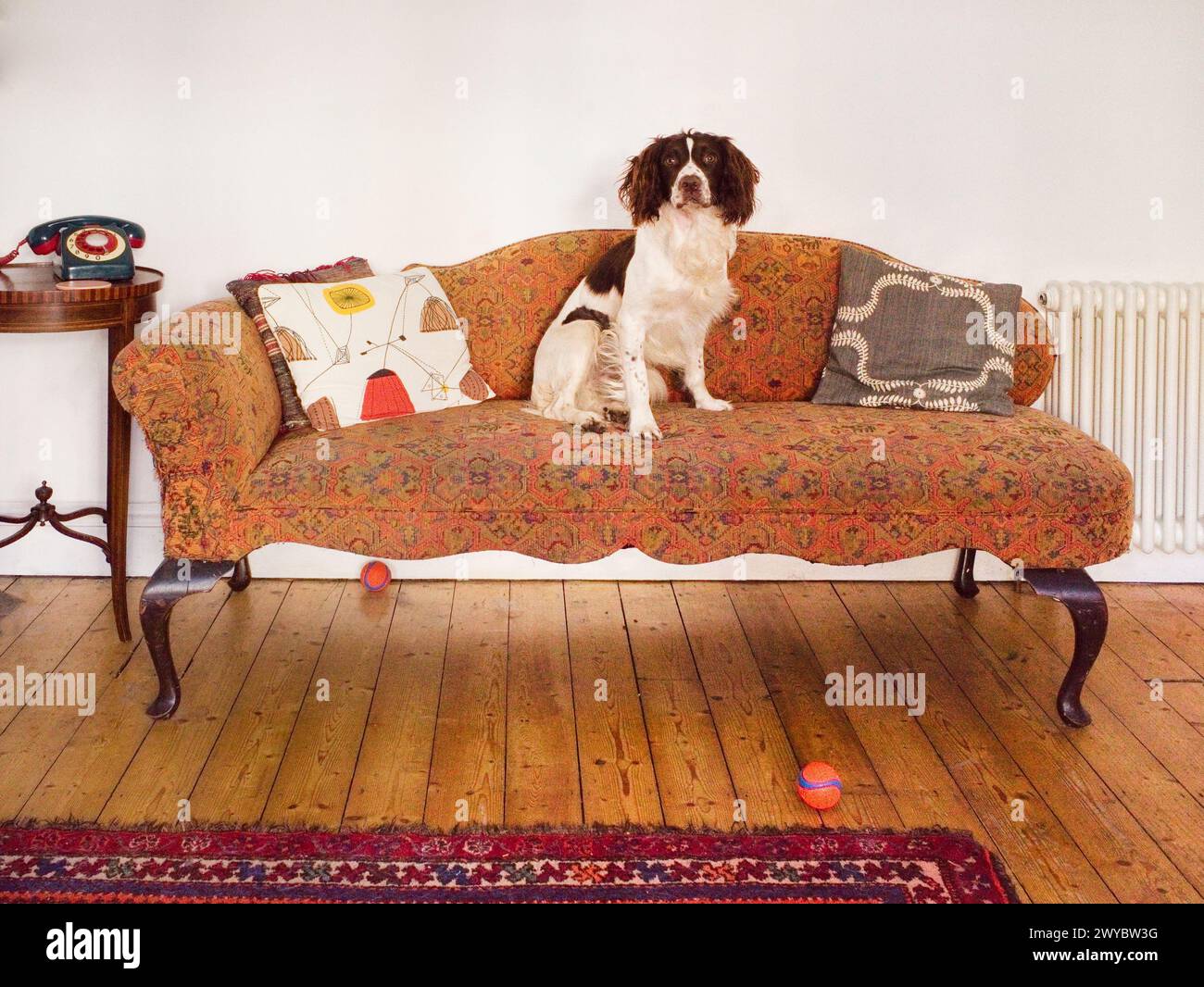 Basil, der springer Spaniel auf der Chaiselonge Stockfoto
