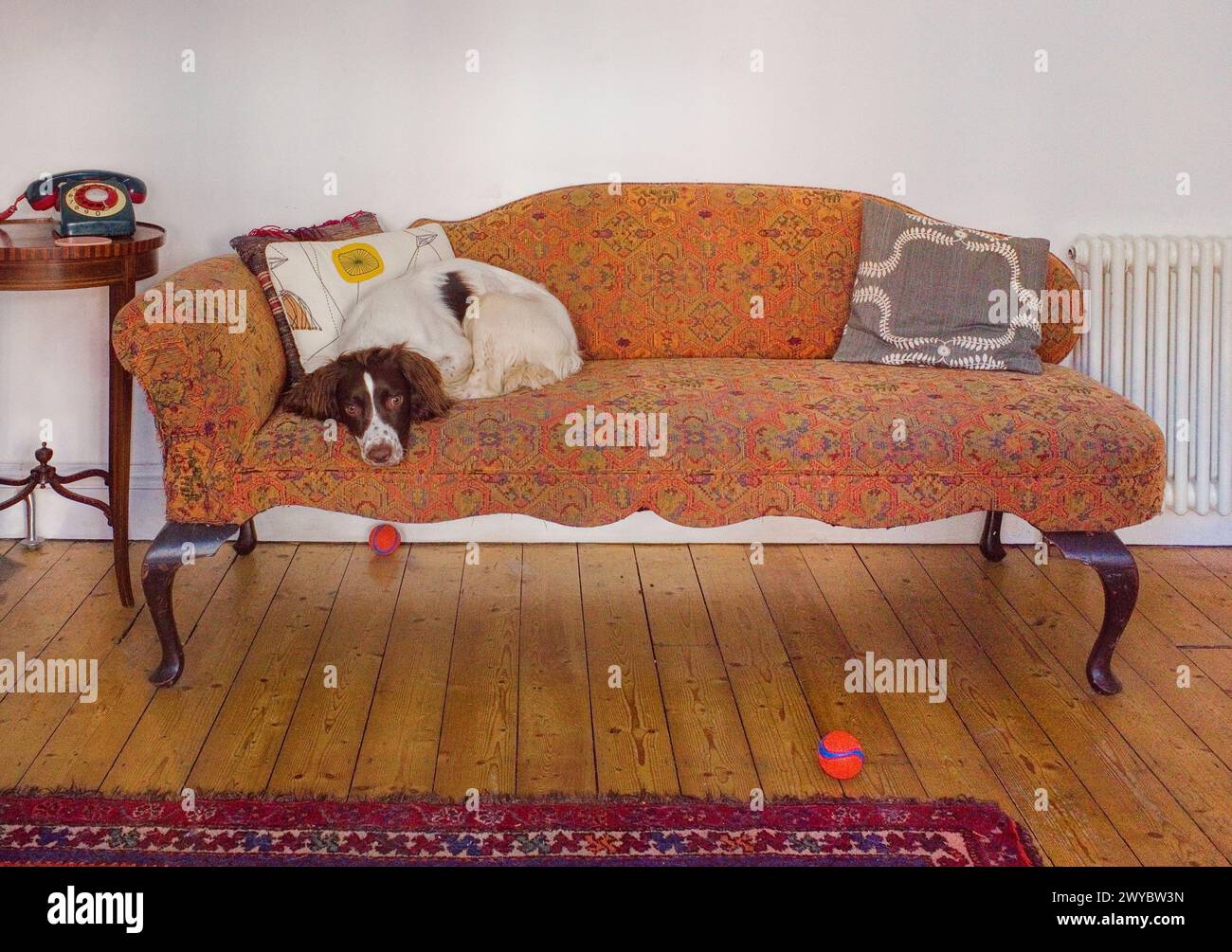 Basil, der springer Spaniel, den ganzen Tag auf der Chaiselongue Stockfoto