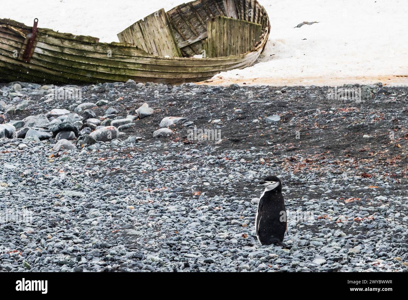 Kinnpinguin (Pygoscelis antarcticus), der an einem felsigen Strand auf der Antarktischen Halbinsel steht. Schiffbruch und Schnee im Hintergrund. Stockfoto