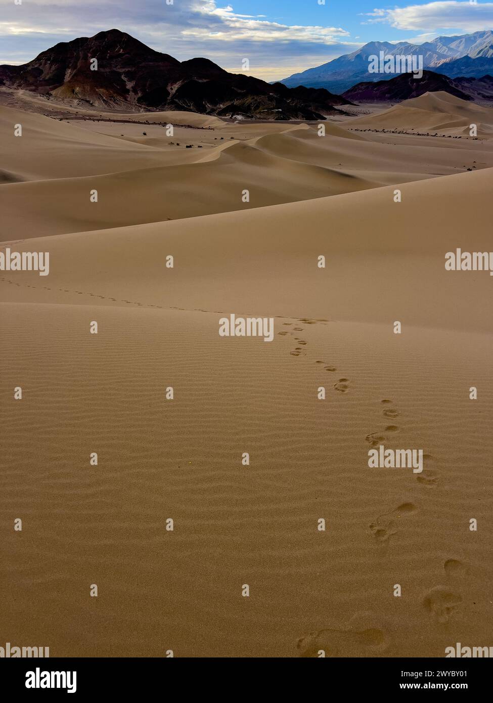 Die spektakulären Sanddünen des Steinbocks im Death Valley National Park, Kalifornien, USA Stockfoto