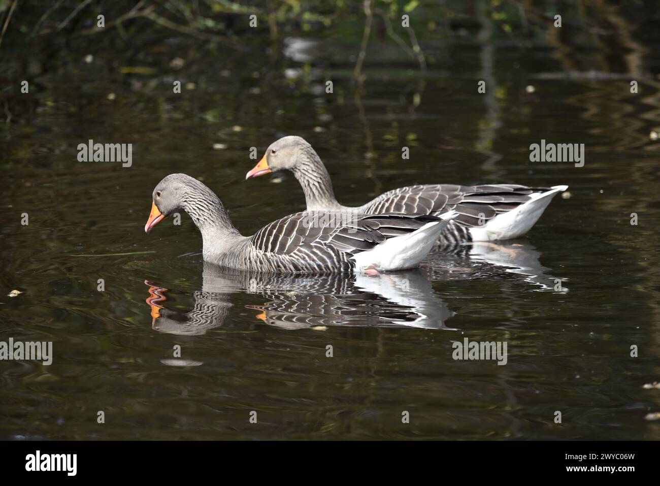Zwei Graugaengänse (Anser anser), die rechts links vom Bild nebeneinander schwimmen, spiegeln sich im Lake Water, aufgenommen an einem sonnigen Tag im Frühling in Großbritannien Stockfoto
