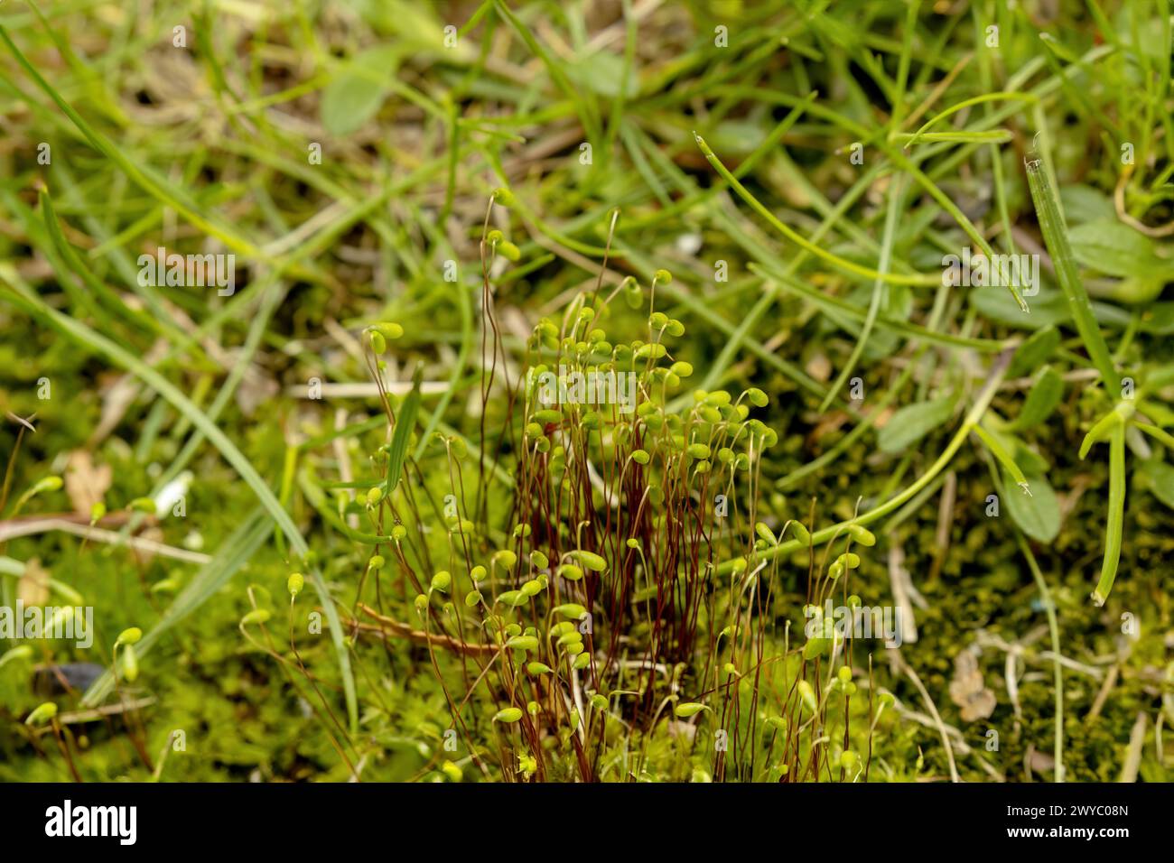 Moos .Physcomitrium ist eine Gattung von Moosen, die allgemein als Urnenmoos bezeichnet wird, die etwa 80 Arten umfasst und eine kosmopolitische Verbreitung hat. Stockfoto