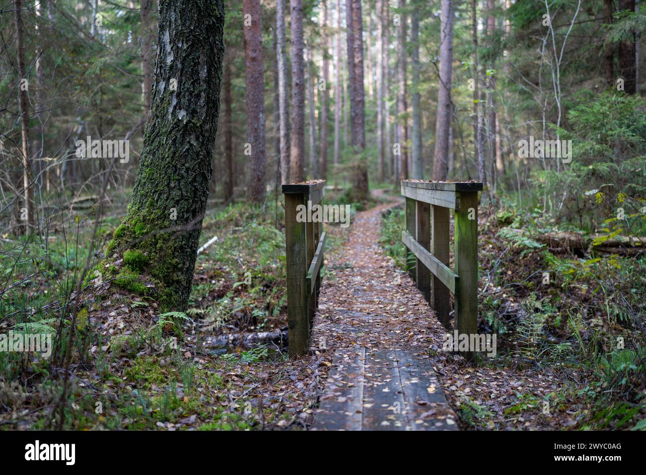 Herbstspaziergang durch den Wald. Touristischer Holzdielen-Pfad. Holzbrücke im Wald. Stockfoto