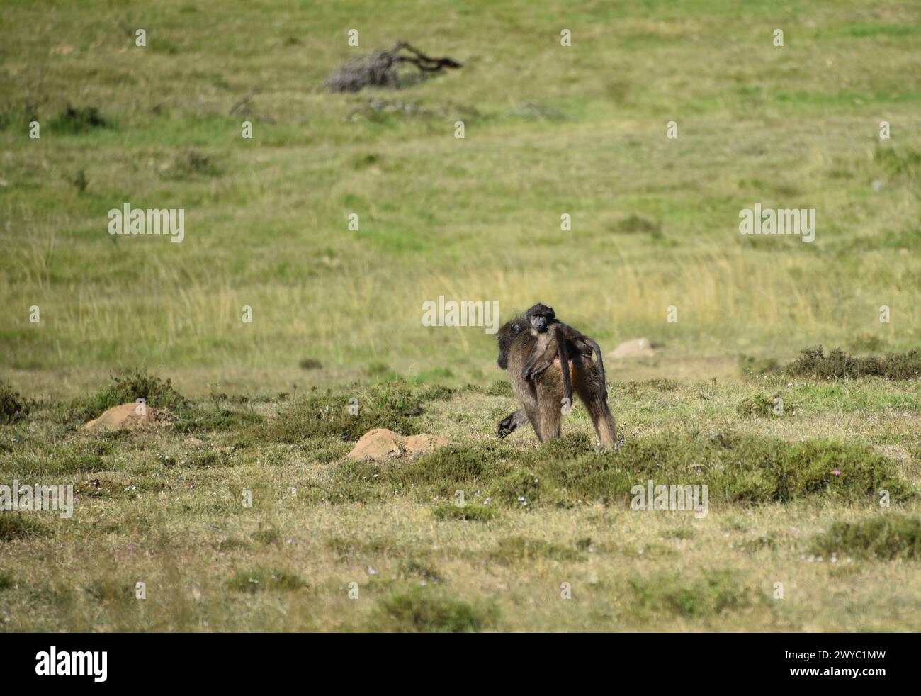 Nahaufnahme eines süßen wilden Babybabuns, während ich auf meine Kamera schaute, während ich mit seinen Müttern in der Wildnis Südafrikas unterwegs war. Stockfoto