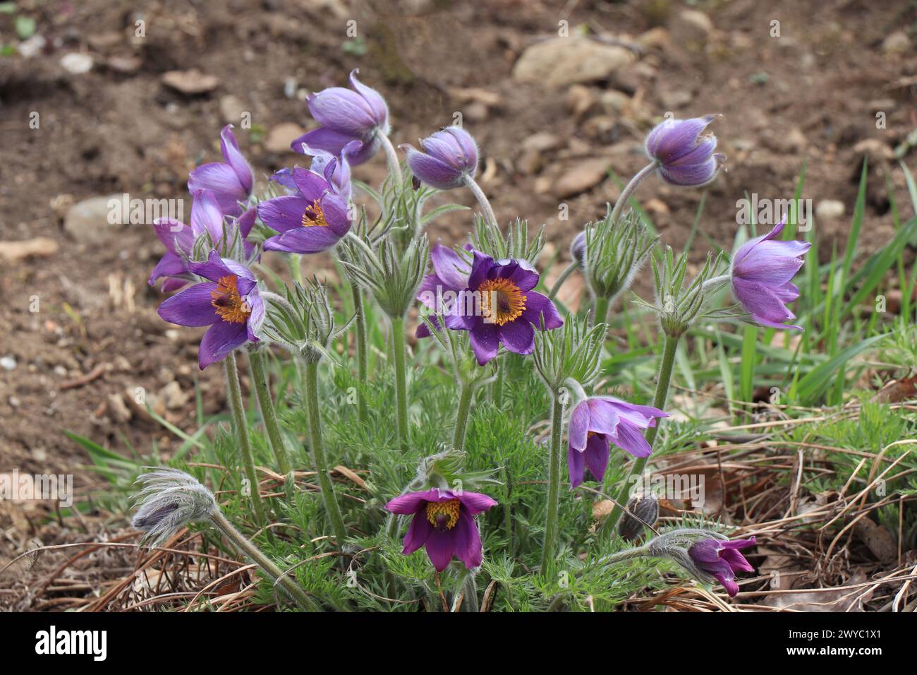 Violette Pasque Blume Anemone Pulsatilla vulgaris in der Natur Stockfoto