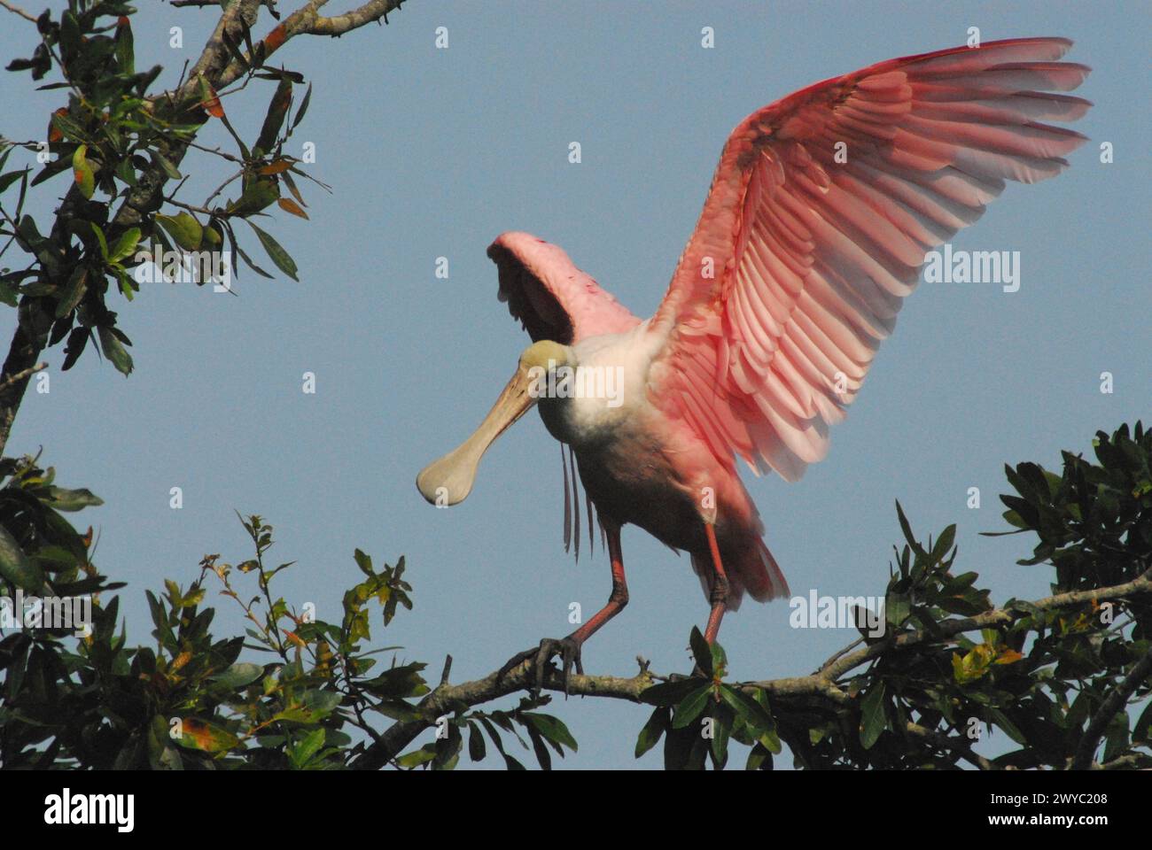 Nahaufnahme eines wunderschönen Rosettenlöffels mit ausgebreiteten Flügeln für die Landung in einem Baumkronen des Florida Everglades National Park. Stockfoto