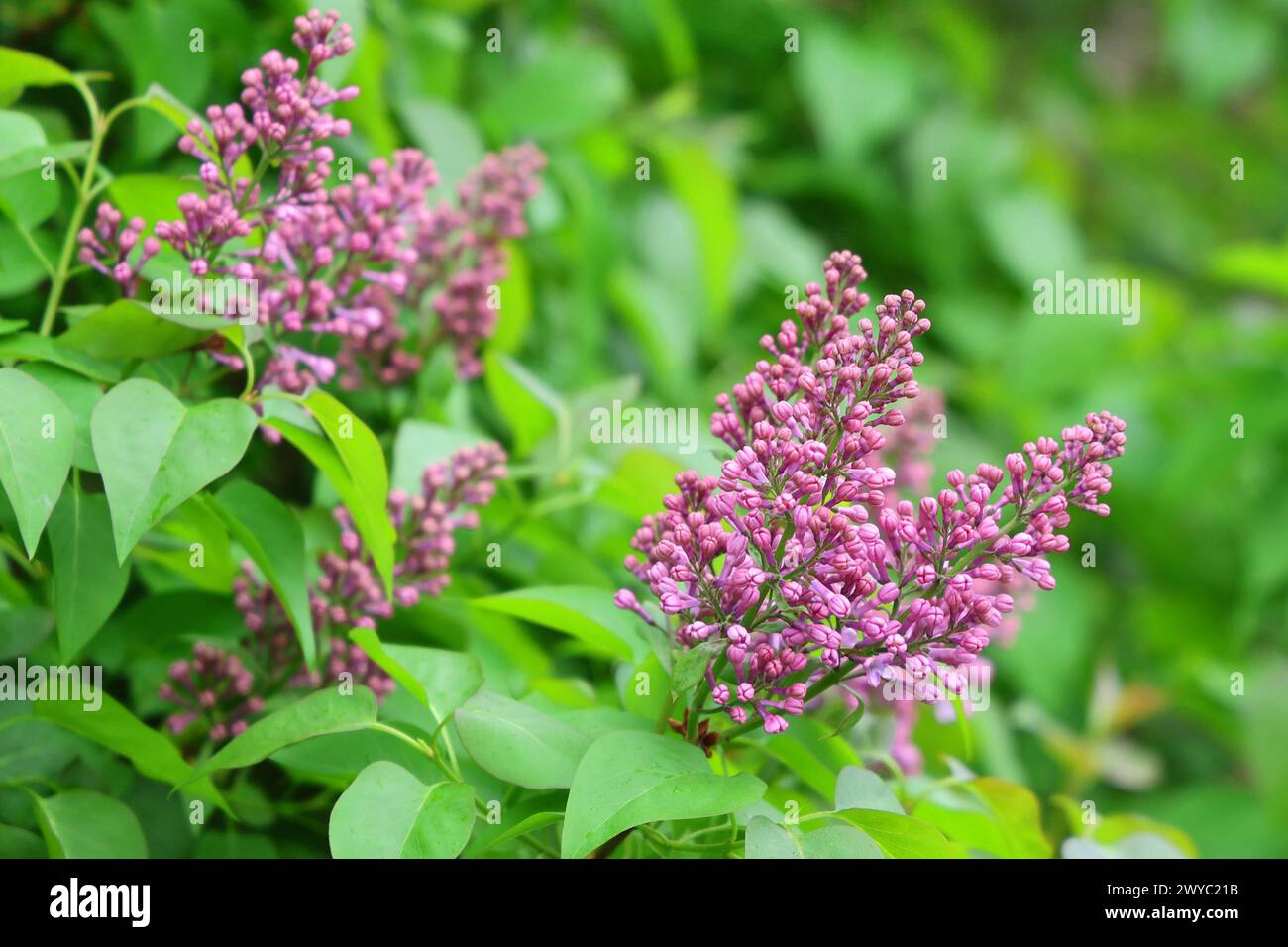 Erfurt 04.04.2024, Erfurt, der Flieder Syringa beginnt zu bluehen *** Erfurt 04 04 2024, Erfurt, beginnt die Flieder Syringa zu blühen Stockfoto