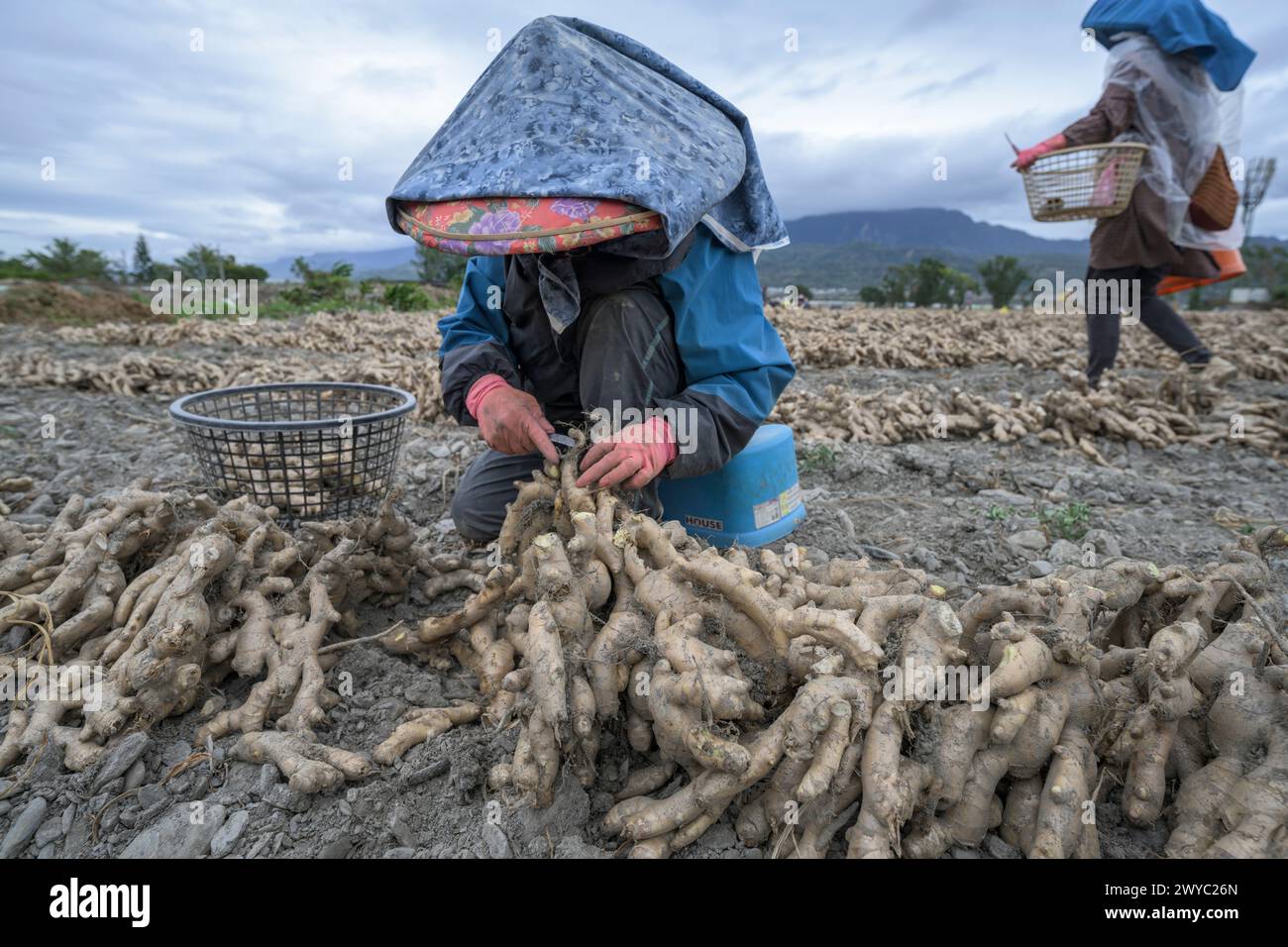 Ein Bauer in einem bunten Hut erntet Ingwer auf einem Feld mit Bergkulisse Stockfoto