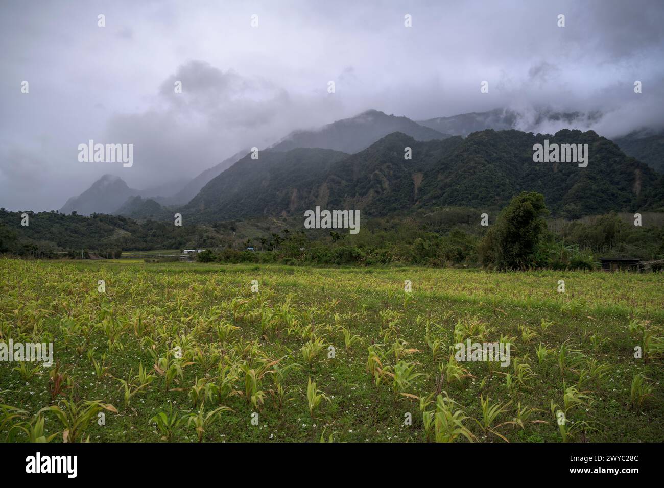 Das bewölkte Wetter bedeckt ein üppiges Tal, das eine mystische Stimmung über die ruhige ländliche Landschaft mit sanftem Licht ausstrahlt Stockfoto