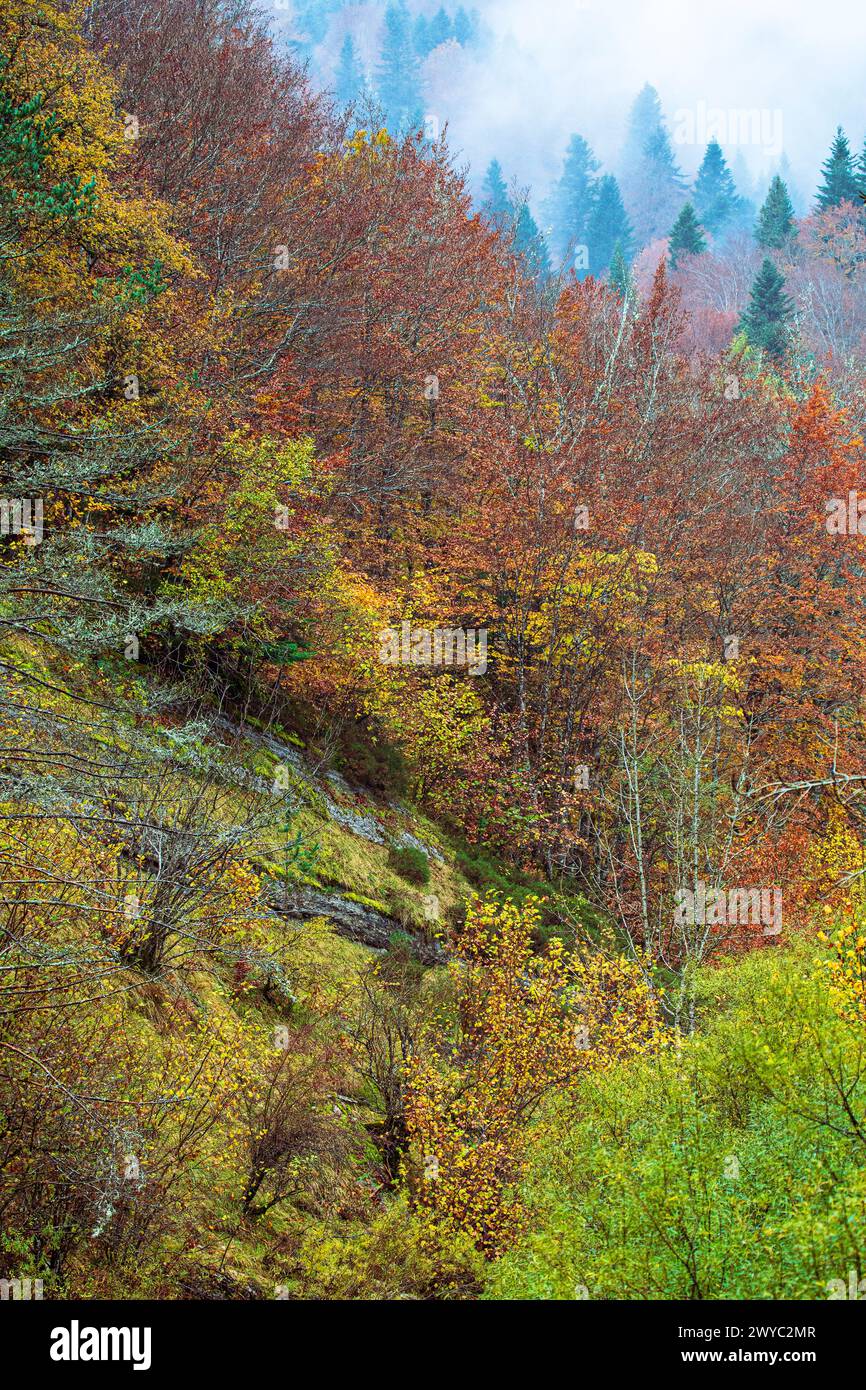 Herbstfarben im Irati-Wald Stockfoto