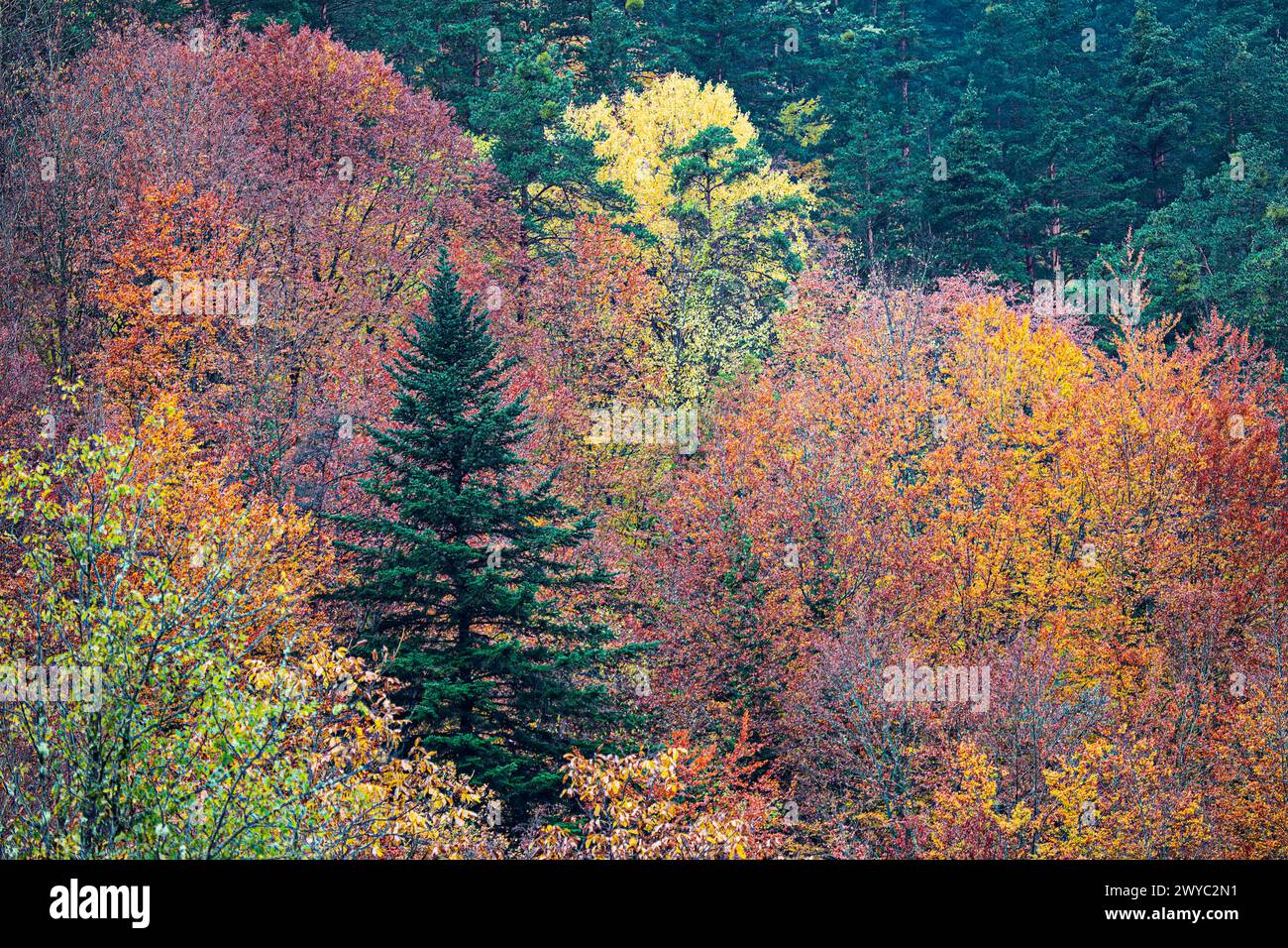 Herbstfarben. Irati Wald Stockfoto