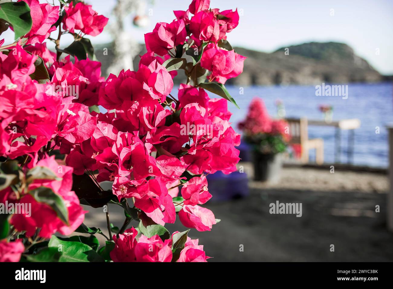 Eine blühende Bougainvillea ziert den Strand von Gumusluk, in einem kleinen Fischerdorf nur wenige Kilometer von Bodrum entfernt Stockfoto
