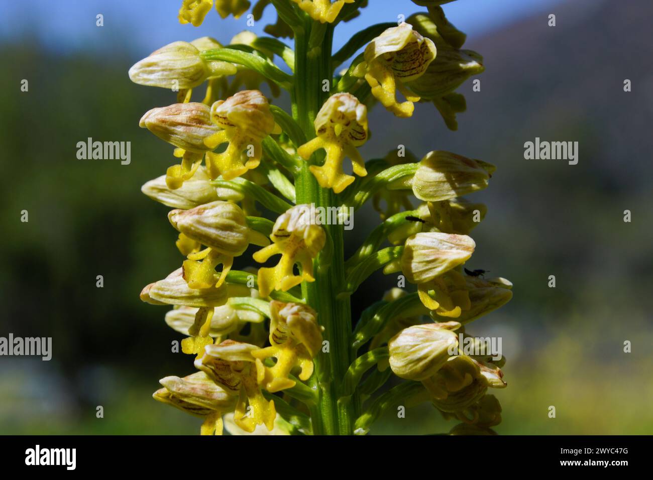 Gelbe Blüten der kleinen gepunkteten orchis (Orchis punctulata), Nahaufnahme der terrestrischen Orchidee im natürlichen Lebensraum Zypern Stockfoto