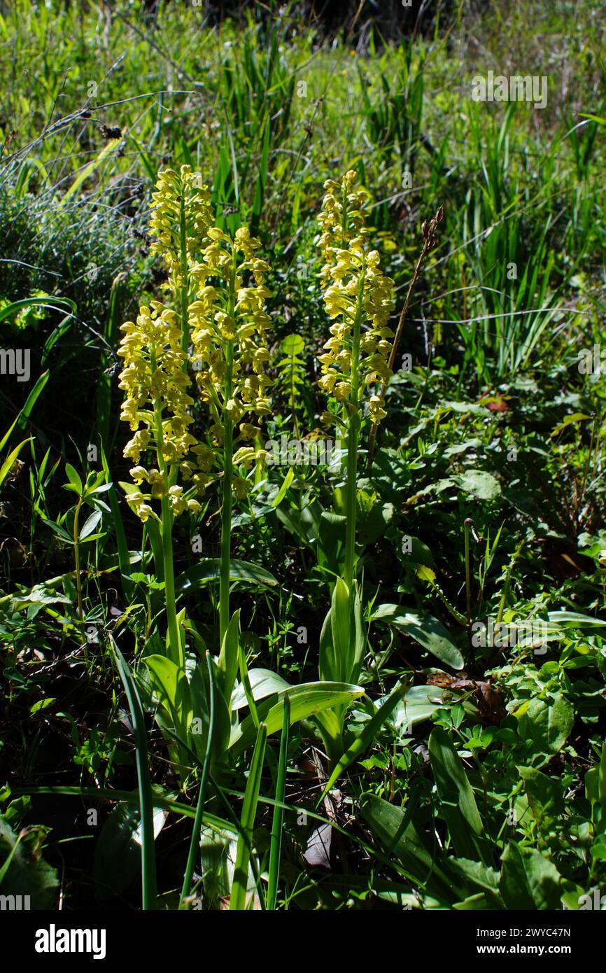 Kleine gepunktete orchideen (Orchis punctulata) in voller Blüte, gelb blühende Landorchidee in natürlichem Lebensraum, Zypern Stockfoto