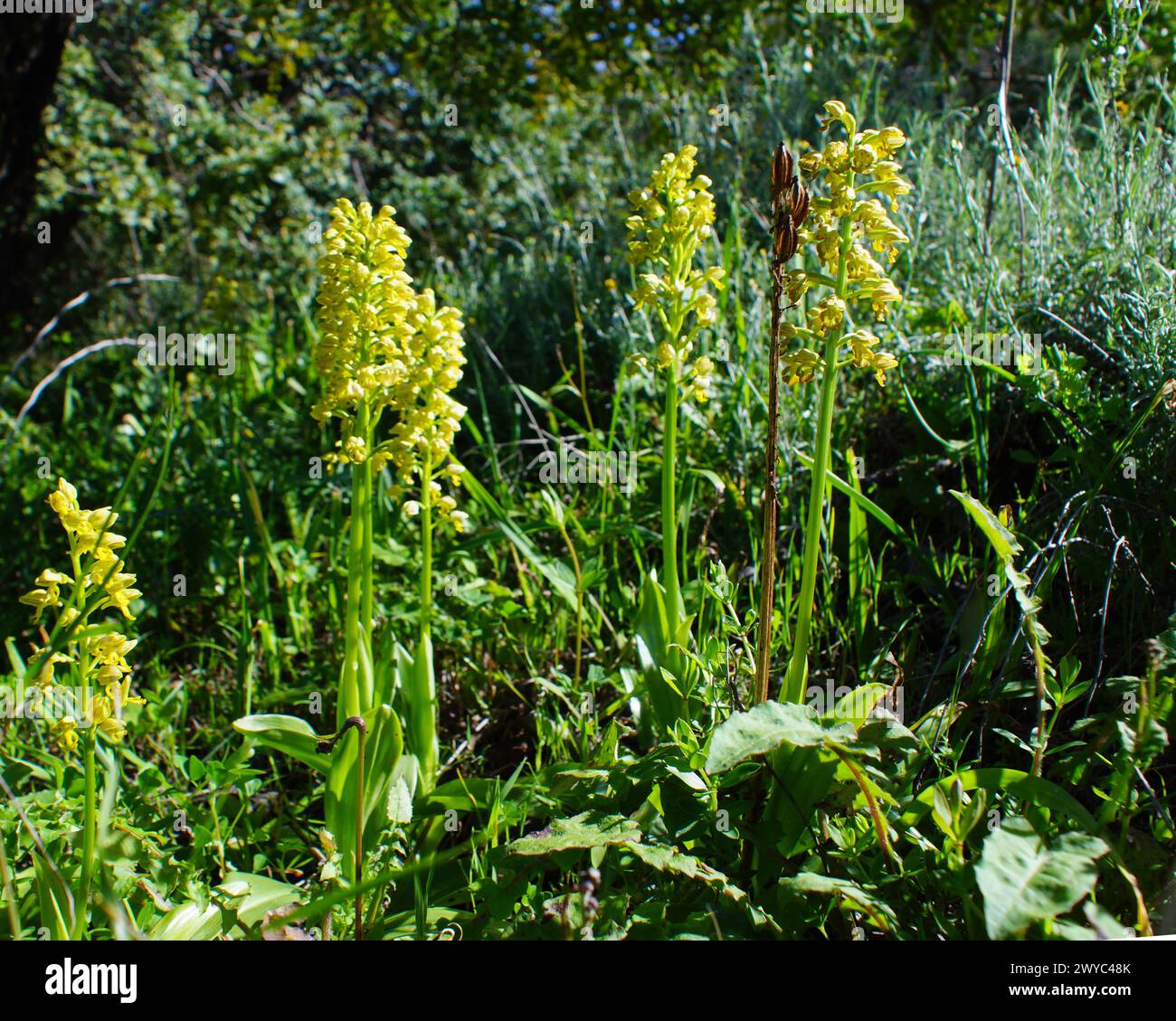 Kleine gepunktete orchideen (Orchis punctulata) in voller Blüte, gelb blühende Landorchidee in natürlichem Lebensraum, Zypern Stockfoto