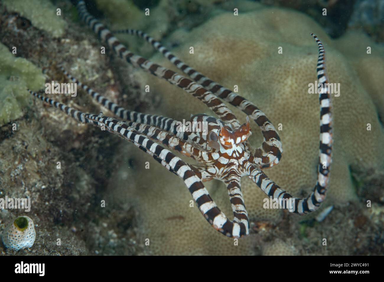 Ein Wunderpus-Oktopus, Wunderpus photogenicus, schwimmt über ein Korallenriff in Raja Ampat, Indonesien. Das Farbmuster jedes einzelnen Individuums ist unterschiedlich. Stockfoto