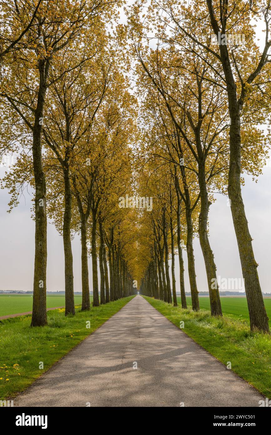 Eine kleine Landstraße auf einem Deich mit Bäumen auf beiden Seiten, die in die Ferne auf der Insel Goeree-Overflakkee in den Niederlanden führt. Stockfoto