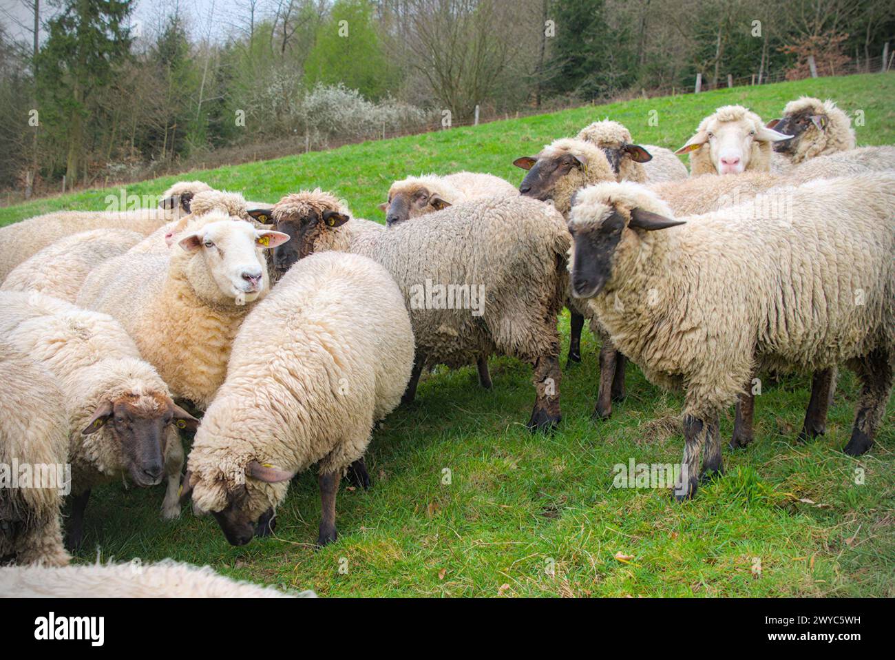 Schafherde auf einer grünen Wiese auf dem Land. Stockfoto