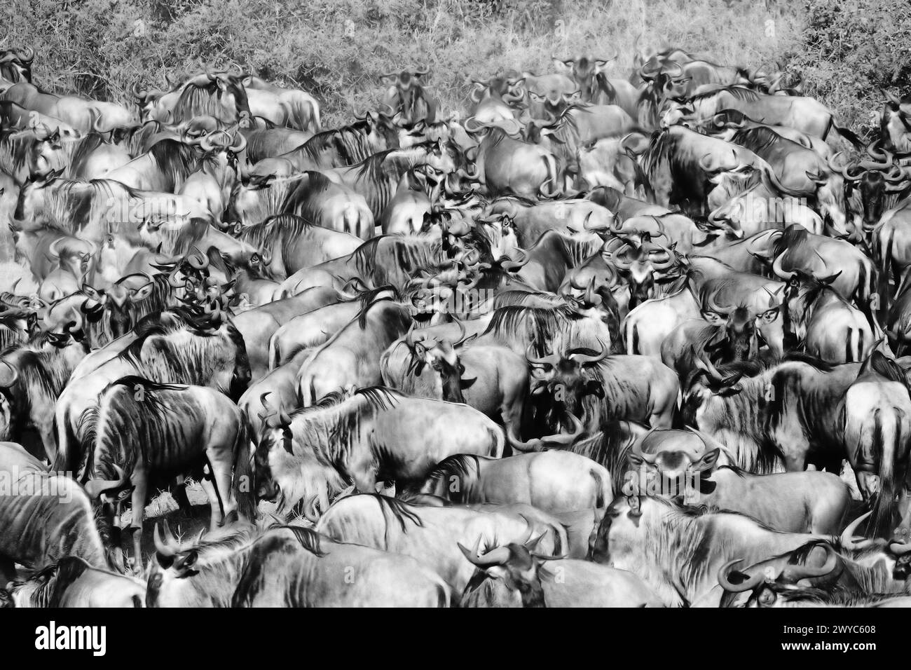 Schwarzweiß-Herde von Gnus während der Great Migration Stockfoto
