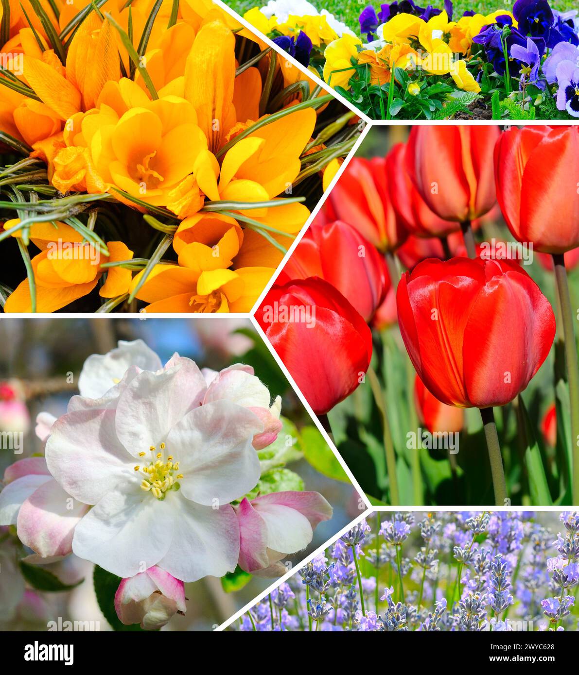 Foto von Frühlingsblumen. Mosaikcollage. Stockfoto