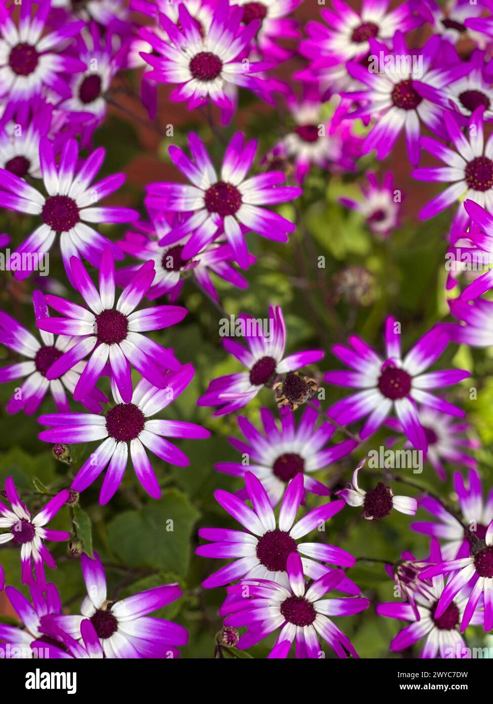 Die Nahaufnahme zeigt ein Muster, das von wunderschönen Lavendel-Gänseblümchen gebildet wird, die im Frühling blühen. Stockfoto
