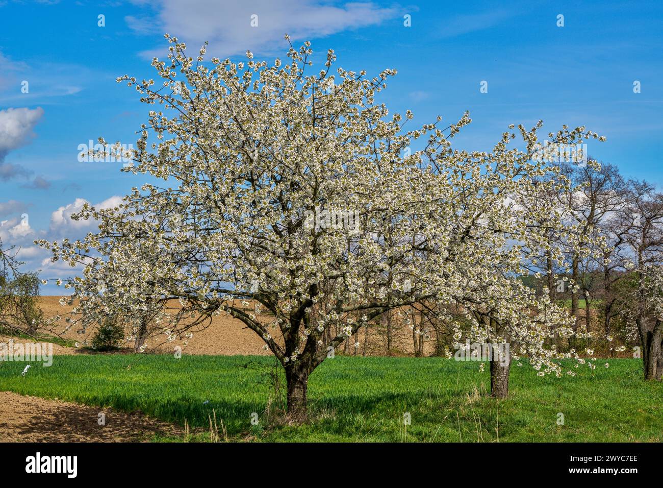niederschlesische Frühjahrslandschaft rund um den Berg Sleza Stockfoto