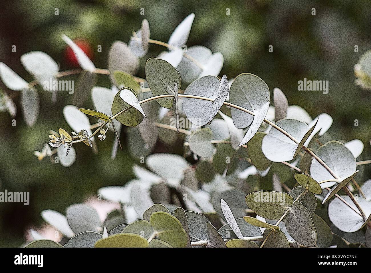 Eukalyptuszweige und Blätter auf natürlichem Hintergrund Stockfoto