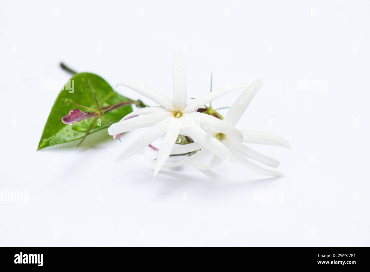 Engelsflügel Jasminblüten auf weißem Hintergrund Stockfoto