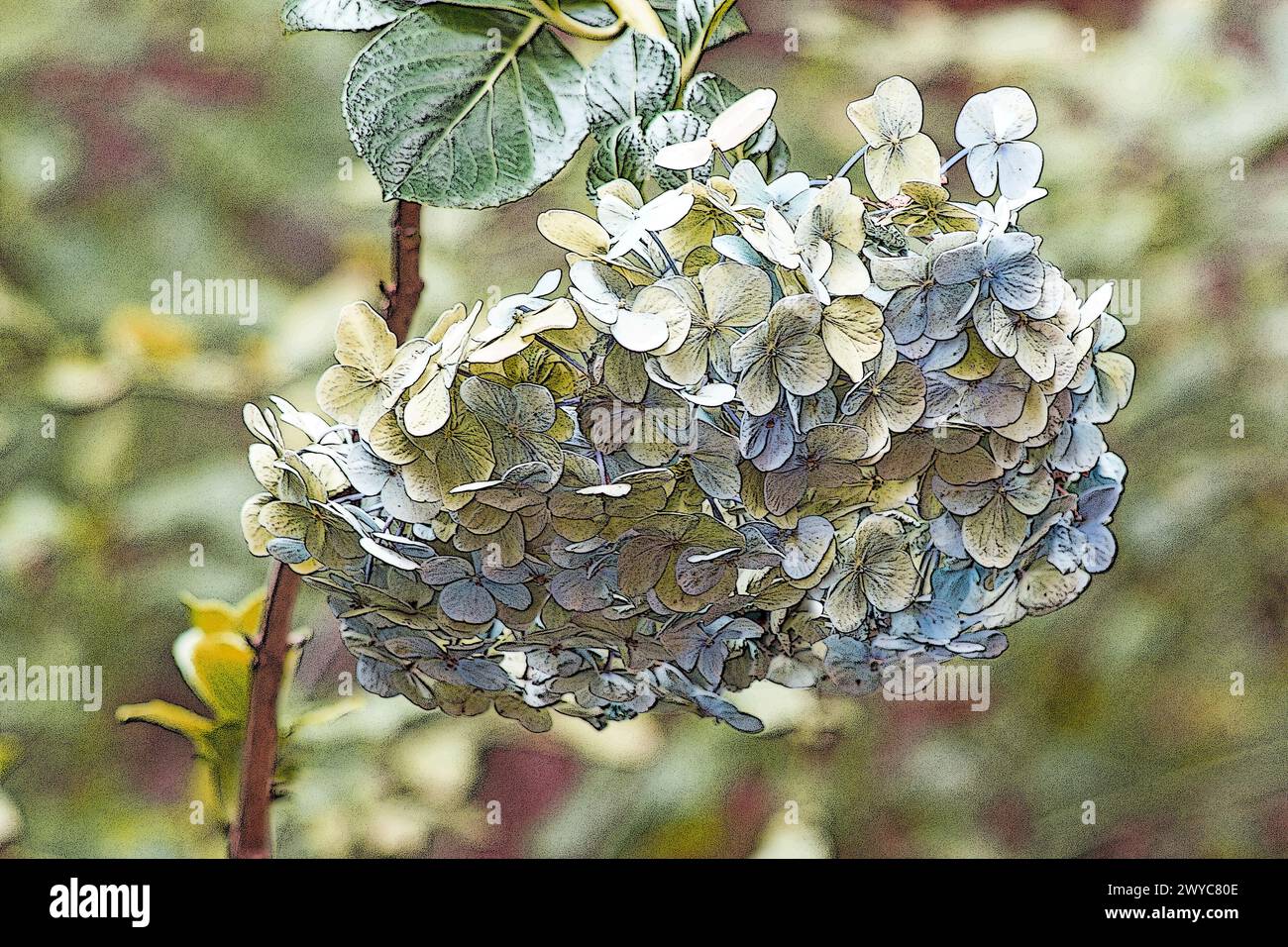 Blaue Hortensien auf natürlichem Hintergrund Stockfoto