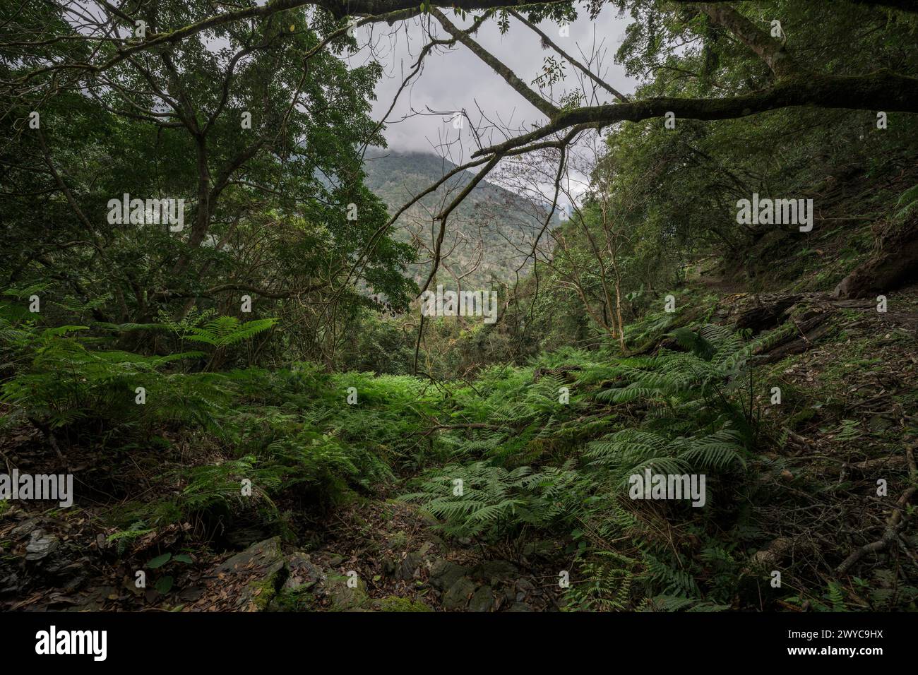 Abgeschiedener Waldweg umgeben von überhängenden Farnen und der Ruhe ungestörter Natur Stockfoto