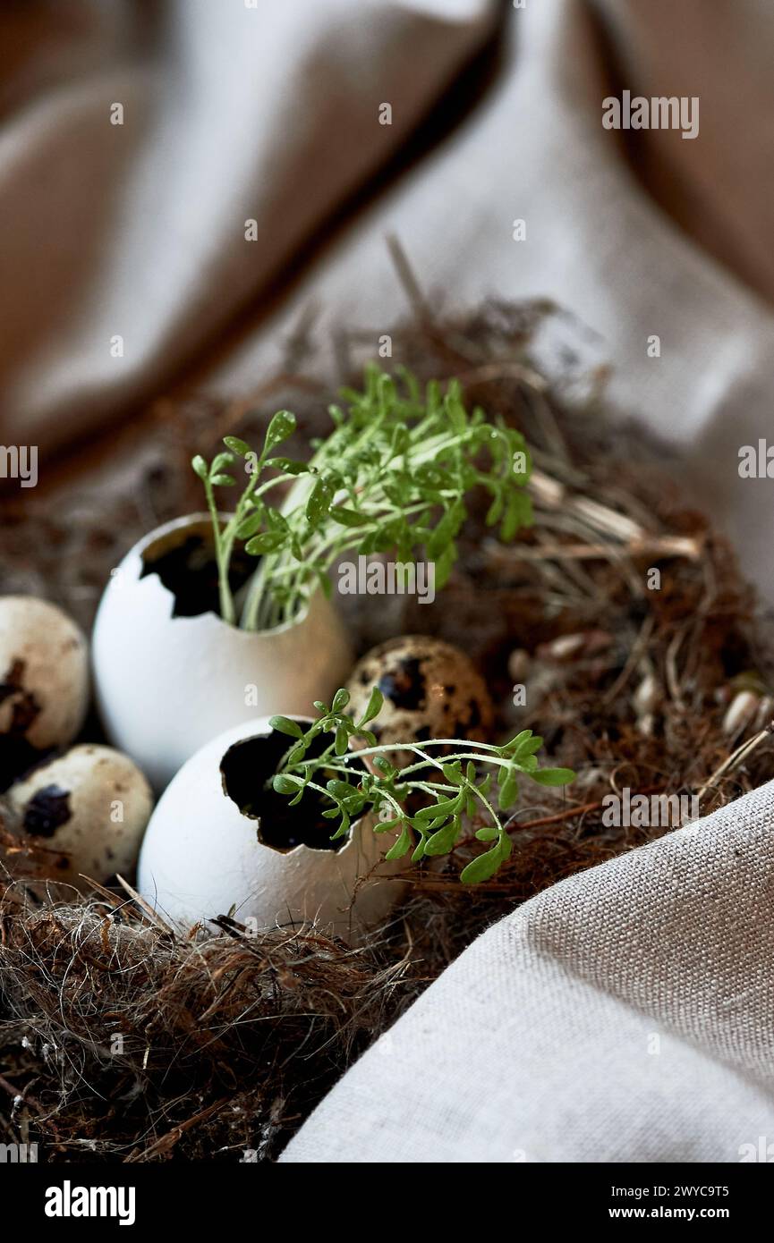 Ökologie. Grüne sprießen in einer Eierschale. Ein Nest als Symbol für neues Leben Stockfoto