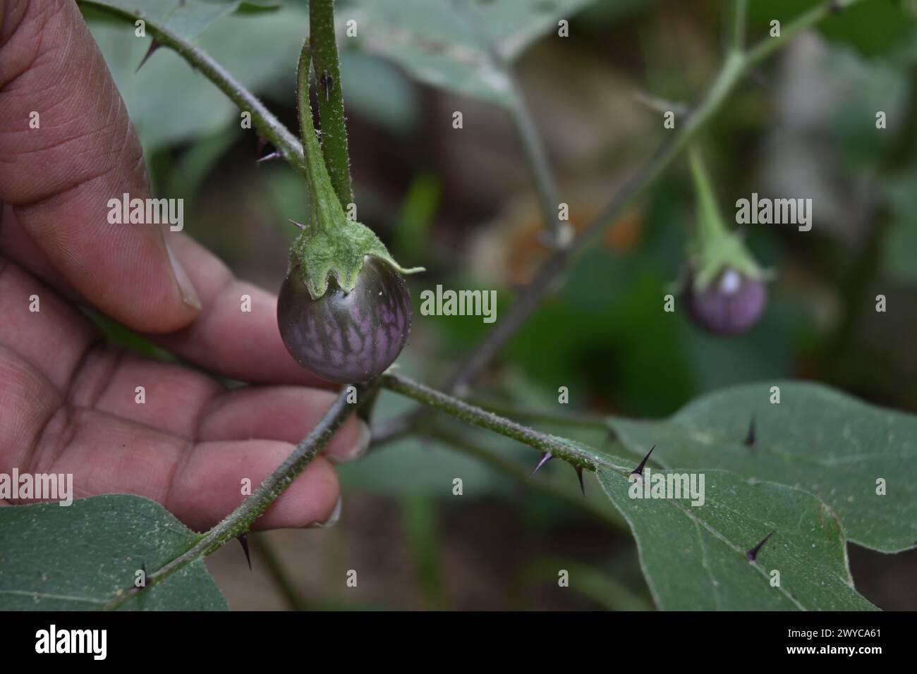 Eine sich entwickelnde kleine, runde und violette Auberginen-Frucht (Solanum melongena) hängt an einem Zweig, der von einer Hand gehalten wird. Die Blätter dieser Pflanze Stockfoto