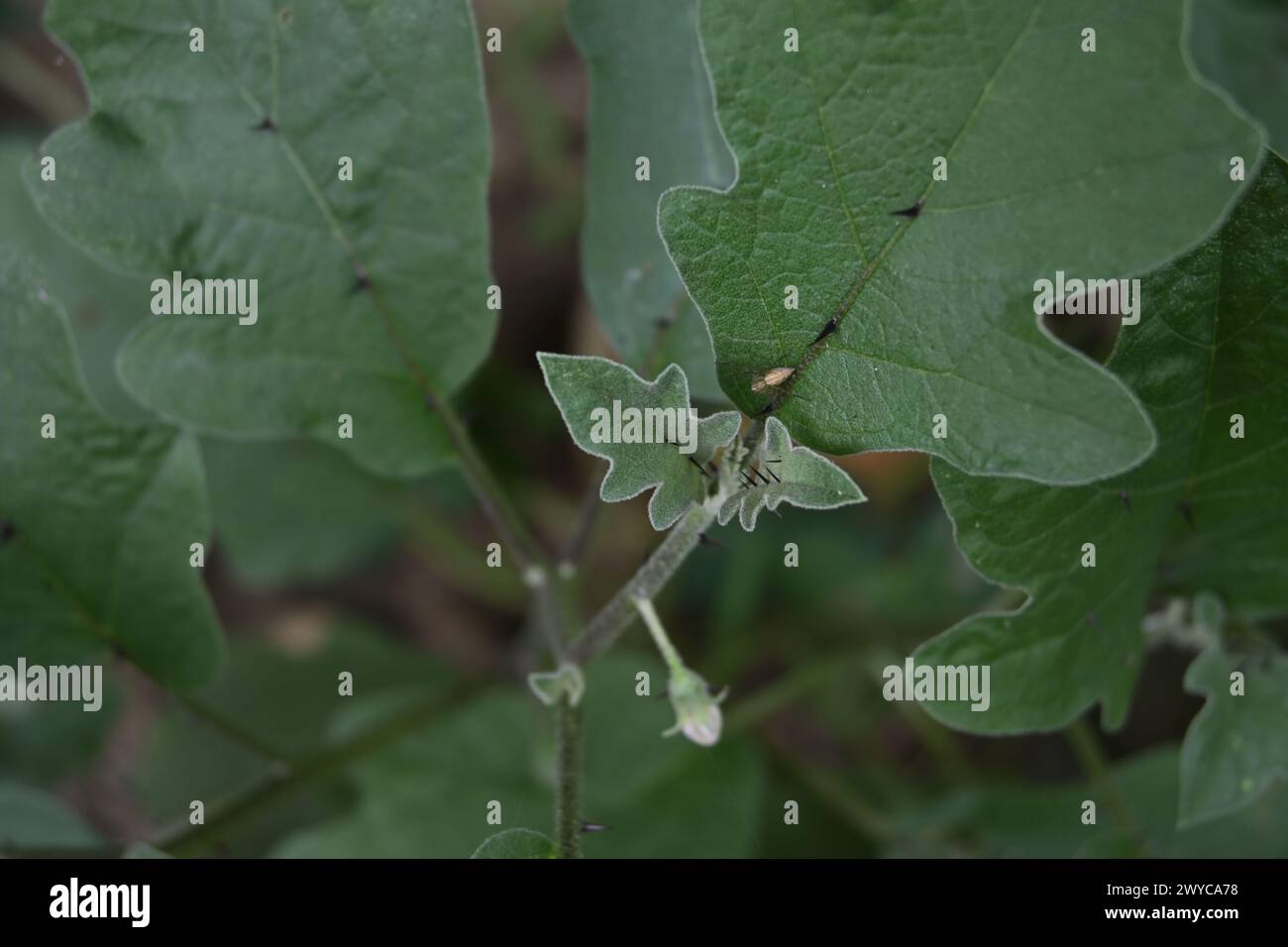 Draufsicht einer Aubergine (Solanum melongena), die Dornen entlang der Blattadern hat. Auf einem Blatt sitzt eine Luchsenspinne und wartet darauf Stockfoto