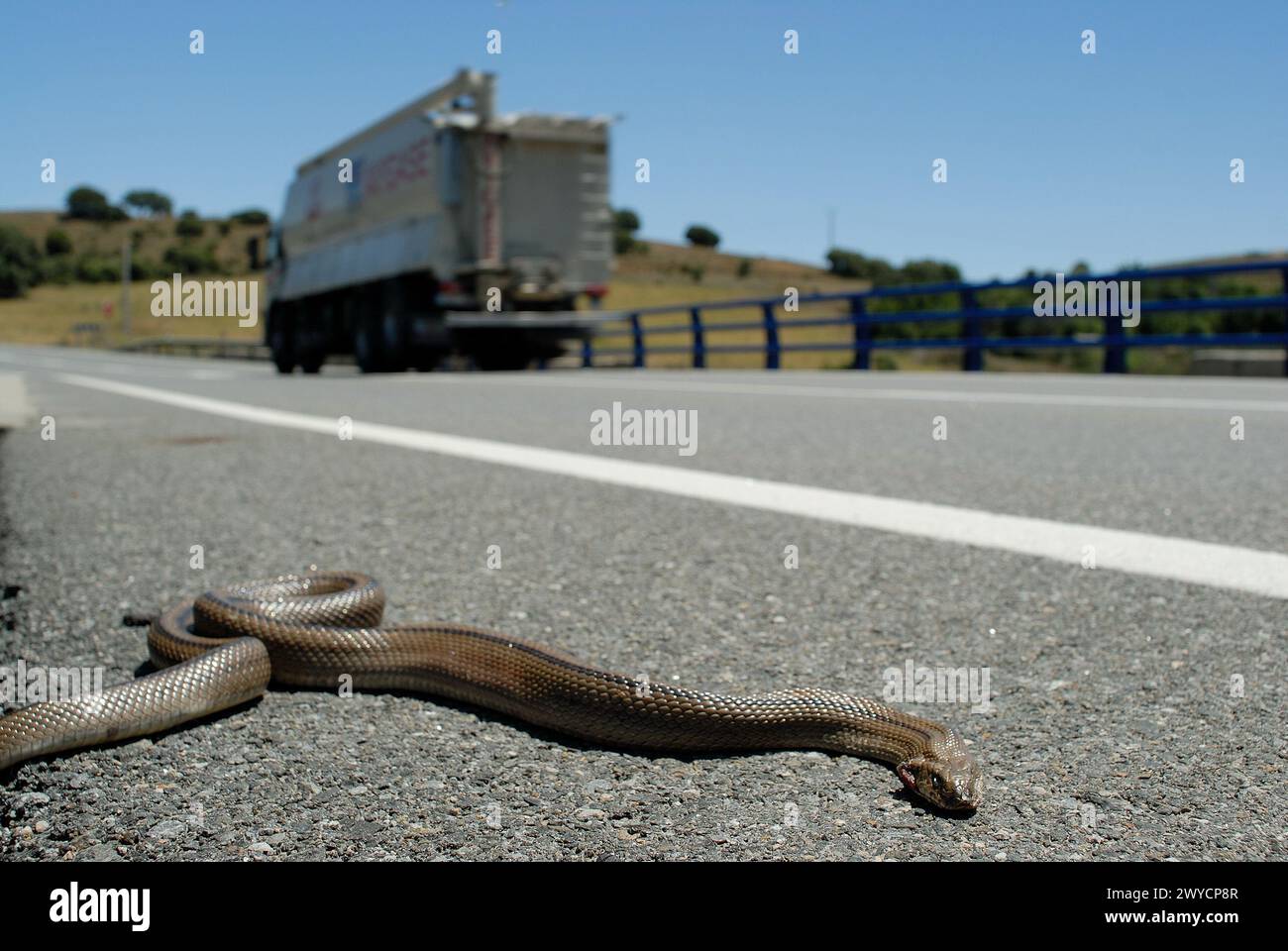 Schlange stürzte auf einer Autobahn in der Provinz Avila, Spanien Stockfoto