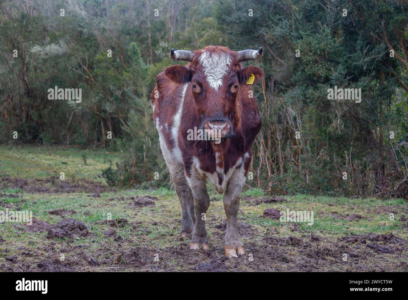 Eine Kuh mit Kennzeichnungsschildern, die auf einem schlammigen Feld stehen Stockfoto