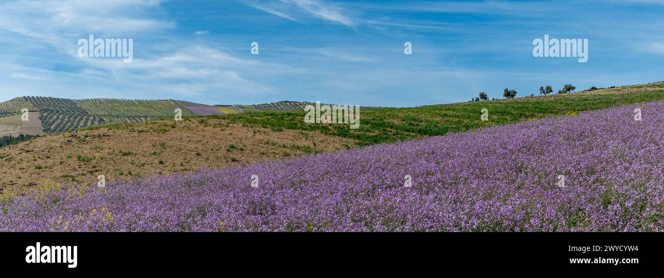 Frühlingsfelder der purpurnen Geliebten (Moricandia arvensis) in Andalusien (Spanien) Stockfoto