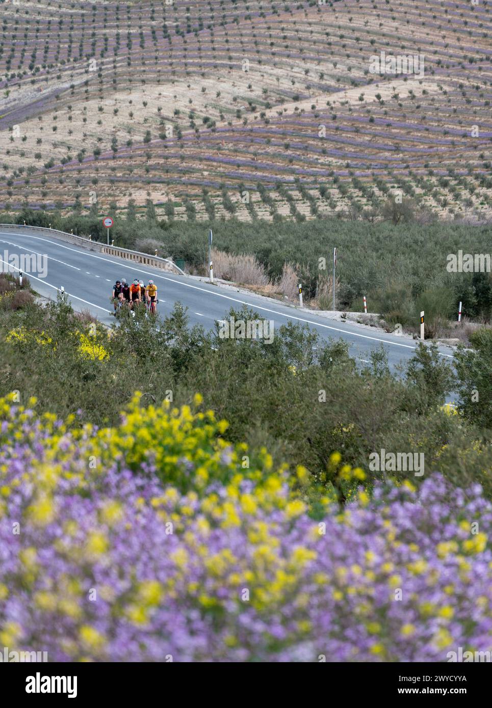 Gruppe von Radfahrern, die im Frühjahr entlang einer Regionalstraße in Andalusien zwischen Blumen und Olivenbäumen fahren Stockfoto