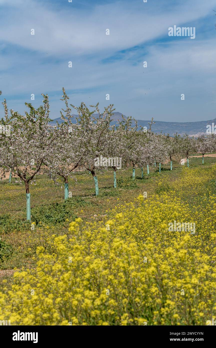 Blühende Mandelbäume auf einem gelben Rapsfeld im Frühjahr Stockfoto