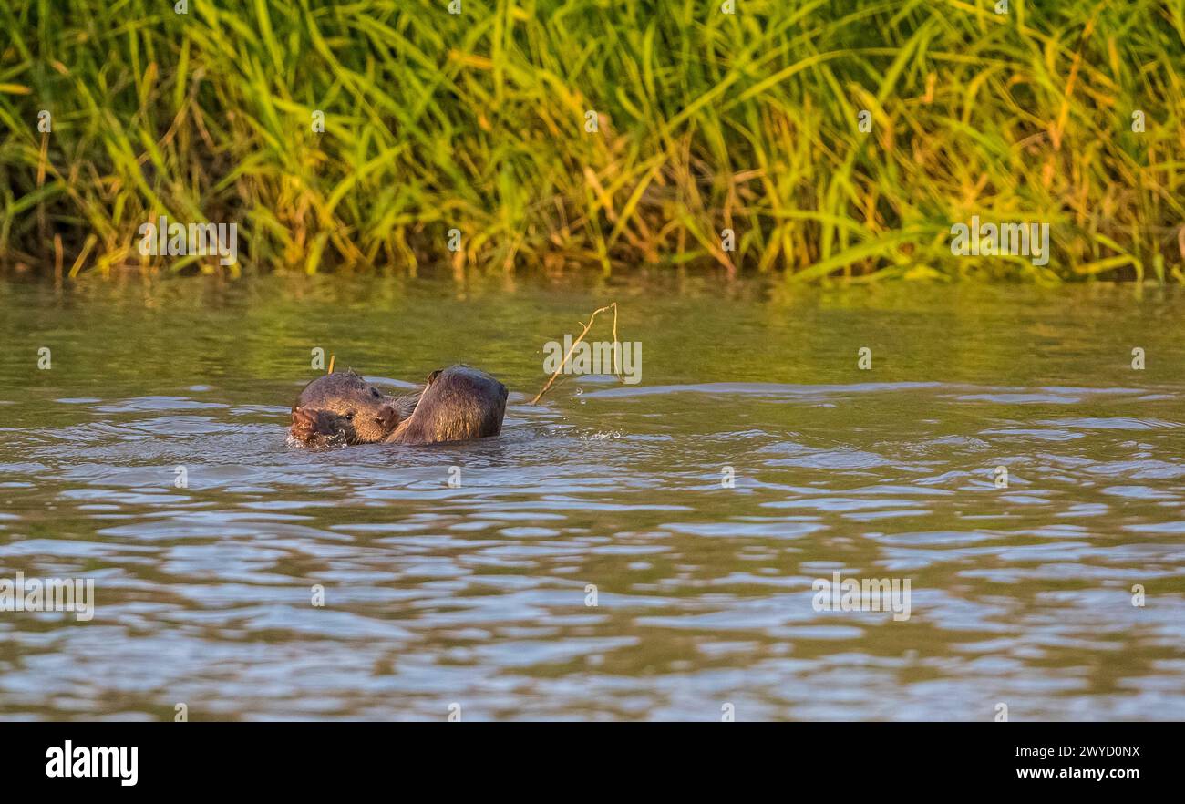 Otter (Lutra lutra) leben im Fluss Tigris bei Diyarbakir in der Türkei. Dieser weibliche Otter im Wasser gibt ihrem Nachwuchs Milch. Stockfoto