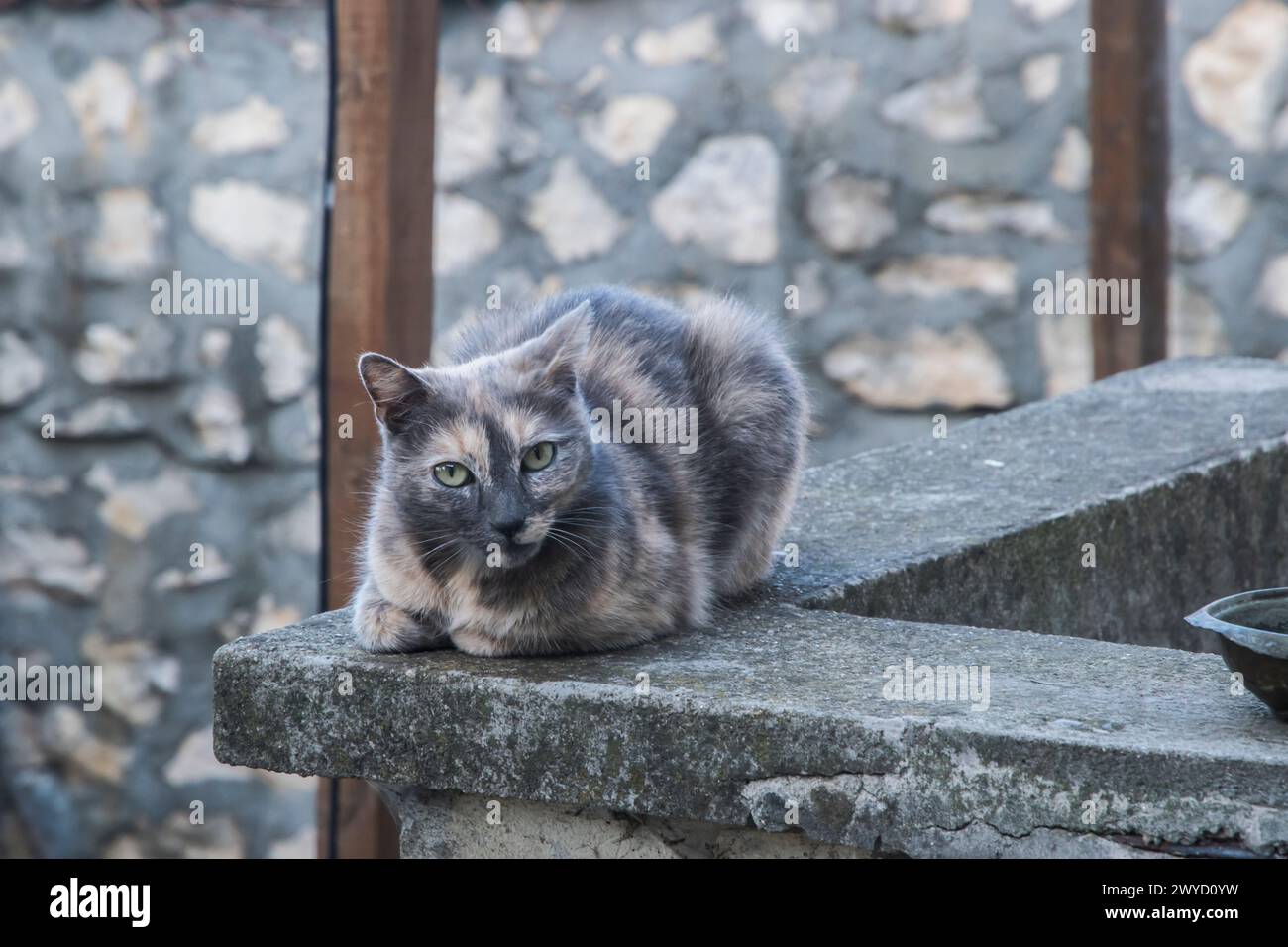 Entzückende weibliche Schildpatt-Katze liegend aus der Nähe Stockfoto