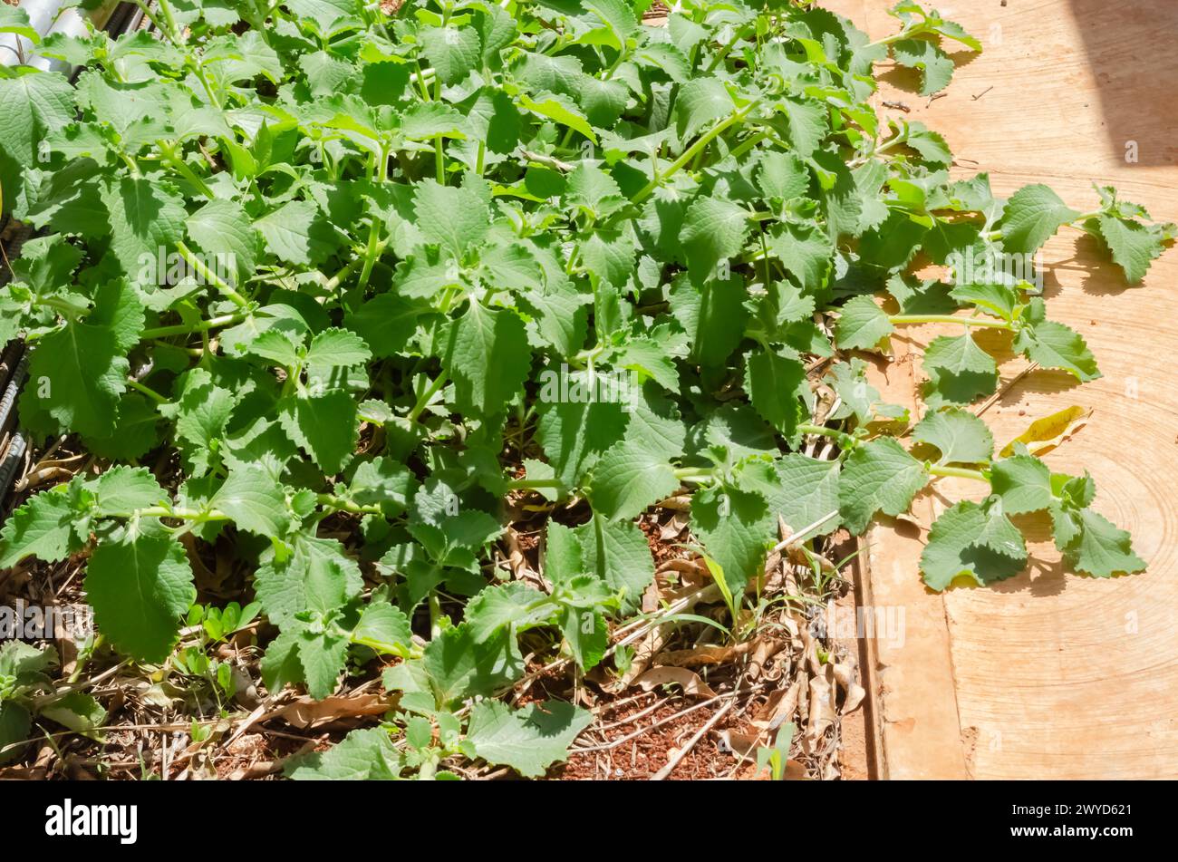 Thick Leaf Mint Auf Dem Boden Stockfoto