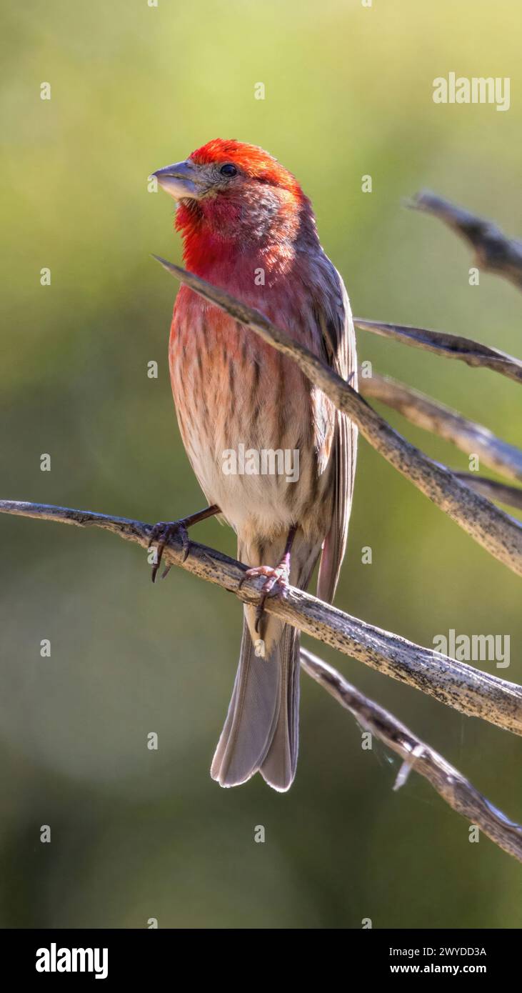 Hausfinke, männlich, auf einer saftigen Pflanze. Stanford, Santa Clara County, Kalifornien, USA. Stockfoto