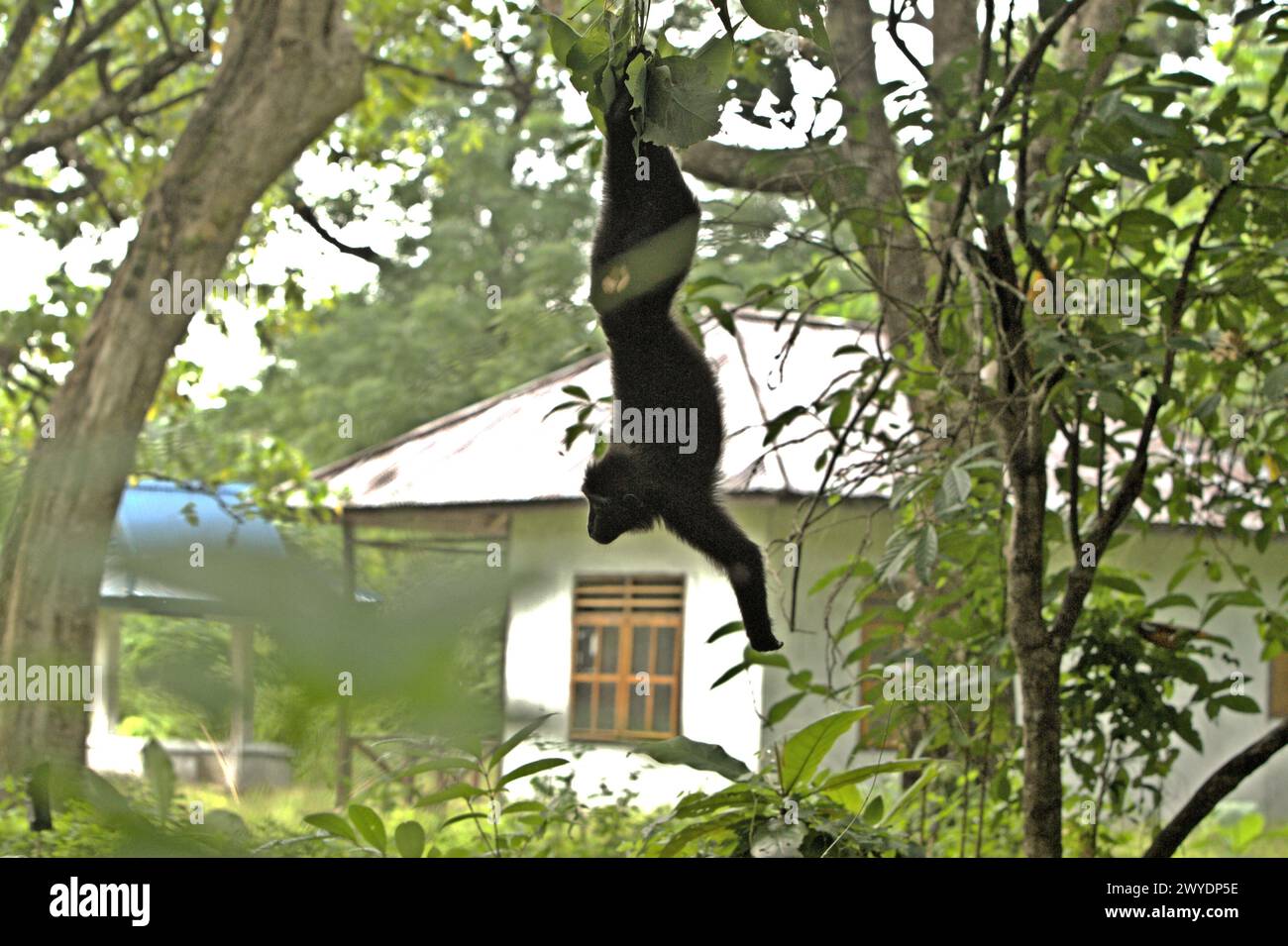 Ein Haubenmakaken (Macaca nigra) wird im Hintergrund eines Gebäudes fotografiert, während er sich im Taman Wisata Alam Batuputih (Batuputih Nature Park) in der Nähe des Tangkoko Nature Reserve in Nord-Sulawesi, Indonesien, auf der Suche hält. Der Klimawandel kann die Habitattauglichkeit von Primatenarten verringern, was sie dazu zwingen könnte, aus sicheren Lebensräumen zu ziehen und sich mit größeren Konflikten mit Menschen zu befassen. Laut einem Team von Wissenschaftlern unter der Leitung von Antonio acini Vasquez-Aguilar in der März-Ausgabe 2024 von environ Monit Assessment ist es „einer der Hauptfaktoren, die die biologische Vielfalt weltweit in alarmierender Geschwindigkeit beeinflussen“. Stockfoto